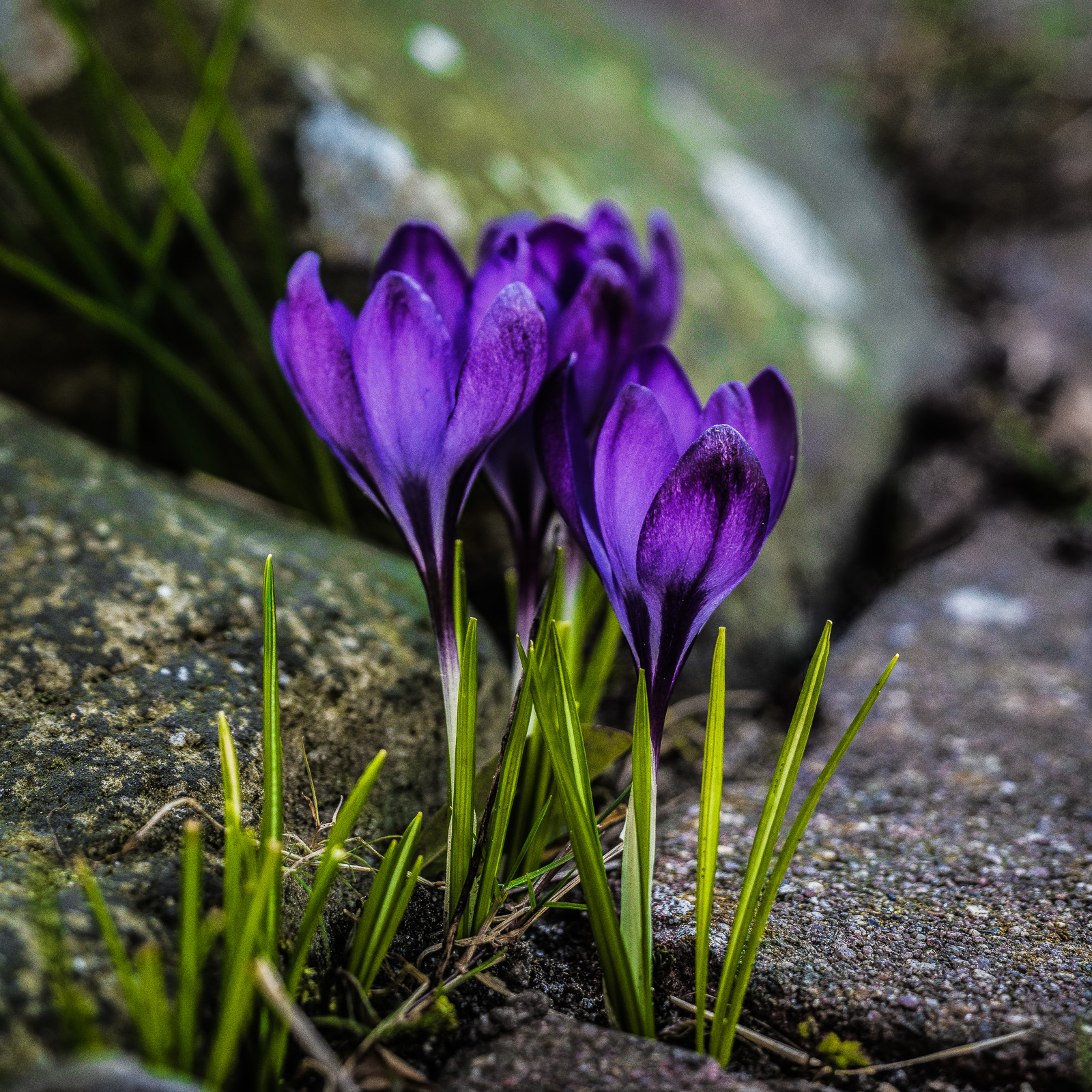 Quadratisches Bild mit einer Gruppe von vier violetten Krokussen zwischen rauen Steinen, Fokus auf der vordersten Blüte, weiches Gegenlicht und den Stängeln daneben