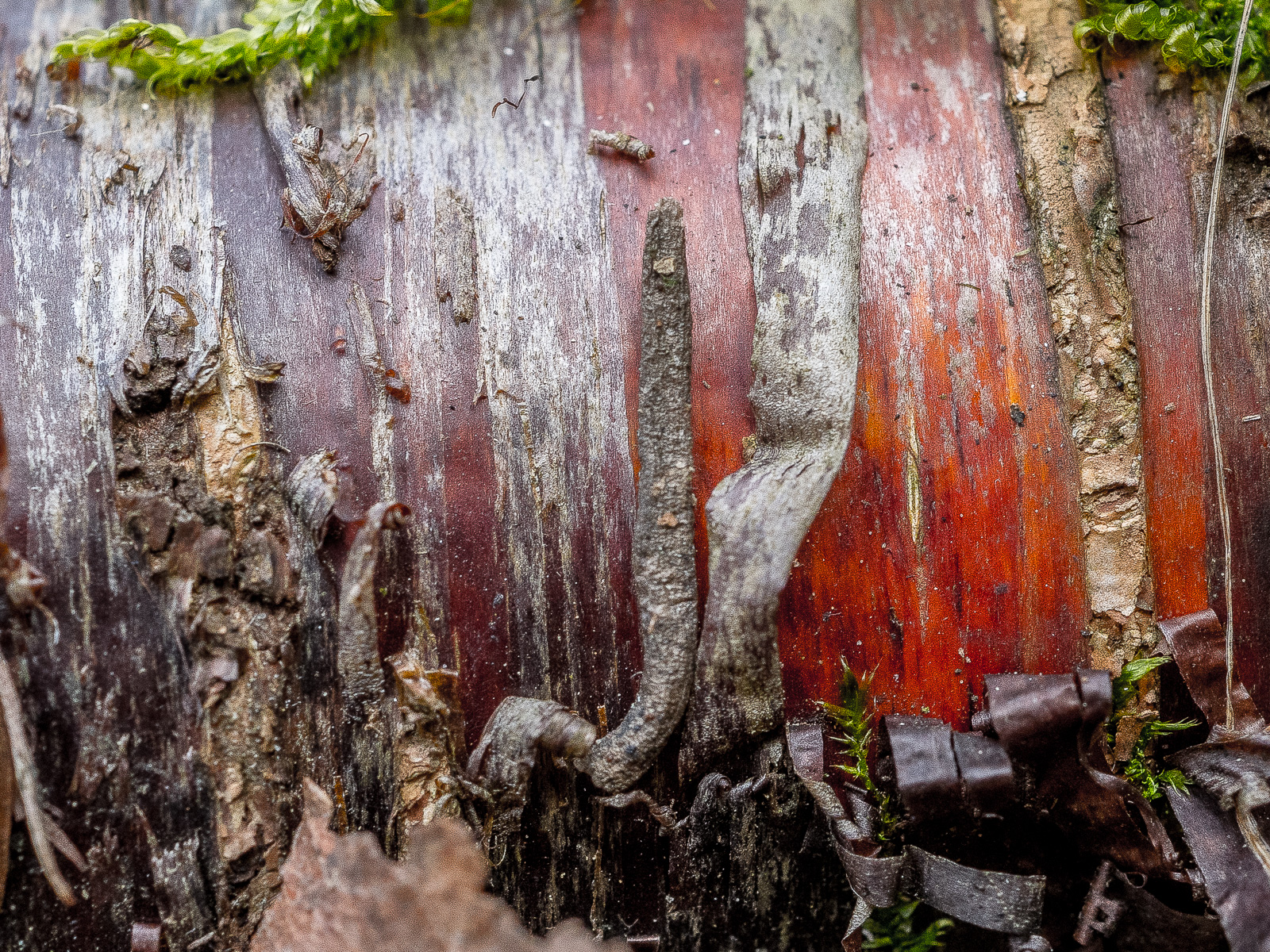 Der Stamm einer Birke in enger Nahaufnahme. Die Rinde schält sich ab, darunter ist das Holz intensiv rot.
