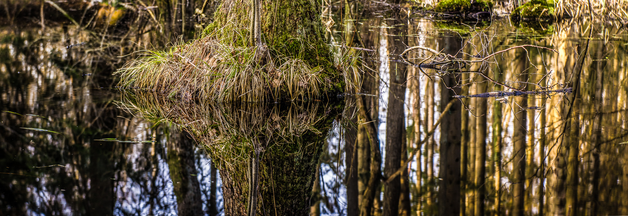 Ein einzelner Baum, von dem man nur den untersten ca. halben Meter sieht, wurzelt in einem Teich. Das Panorama-Querformat zeigt die Teichoberfläche, in der sich der Baumstamm und noch zahlreiche andere Bäume spiegeln.