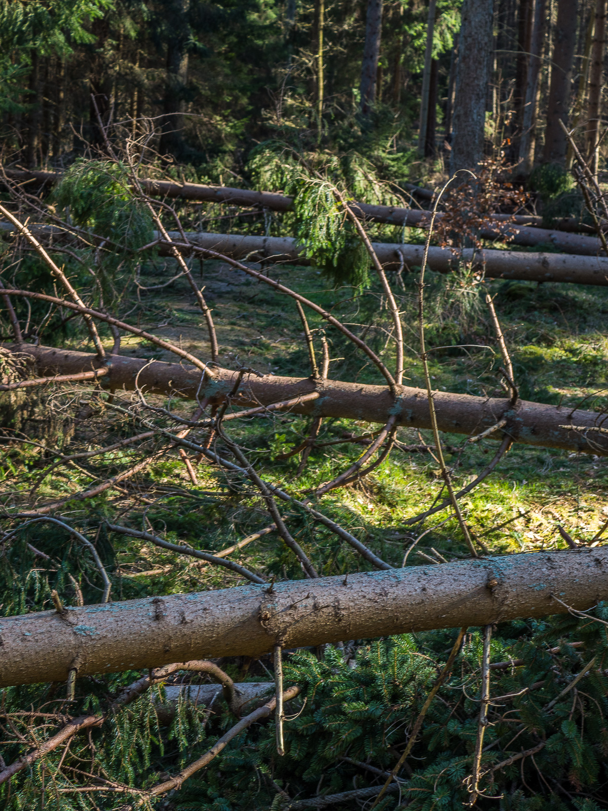 Etwa ein halbes Dutzend umgestürzter Nadelbäume, die einen Waldweg blockieren
