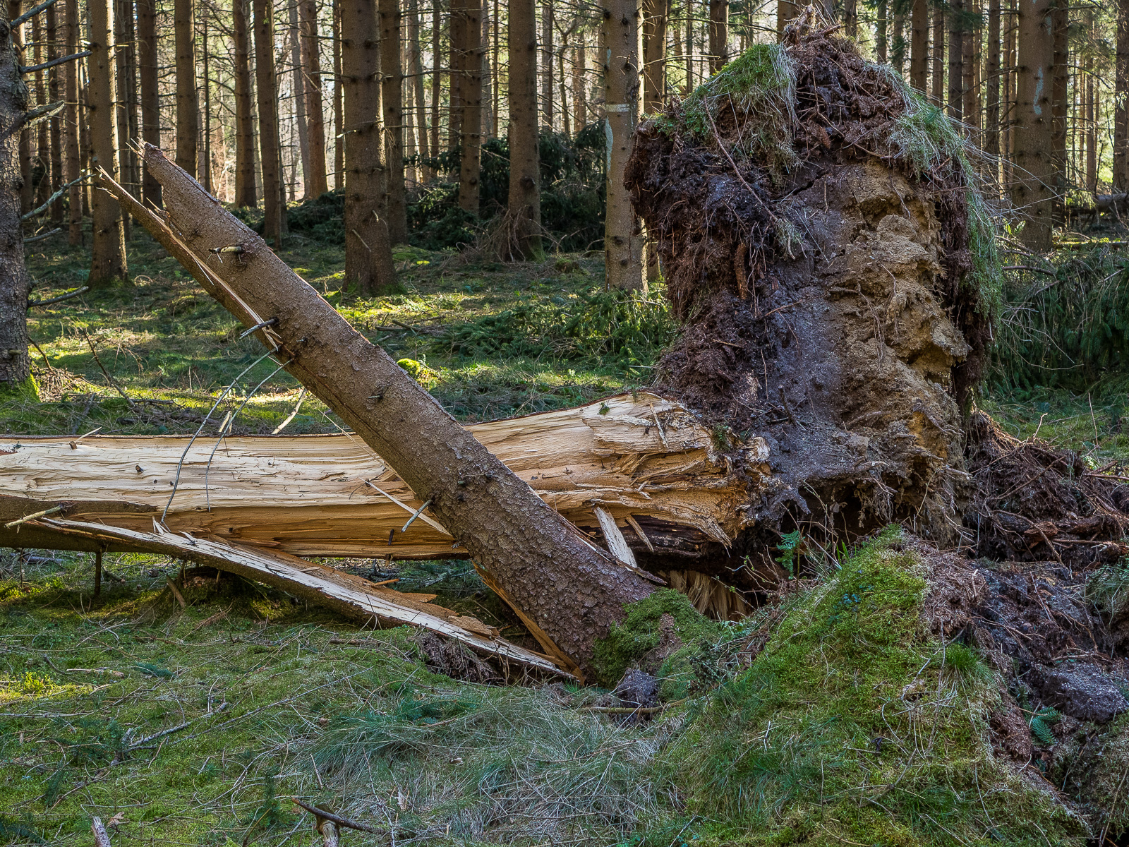Ein umgestürzter Nadelbaum auf moosigem Waldboden, rechts im Bild die riesige sandige Wurzel, links der aufgesplitterte Stamm