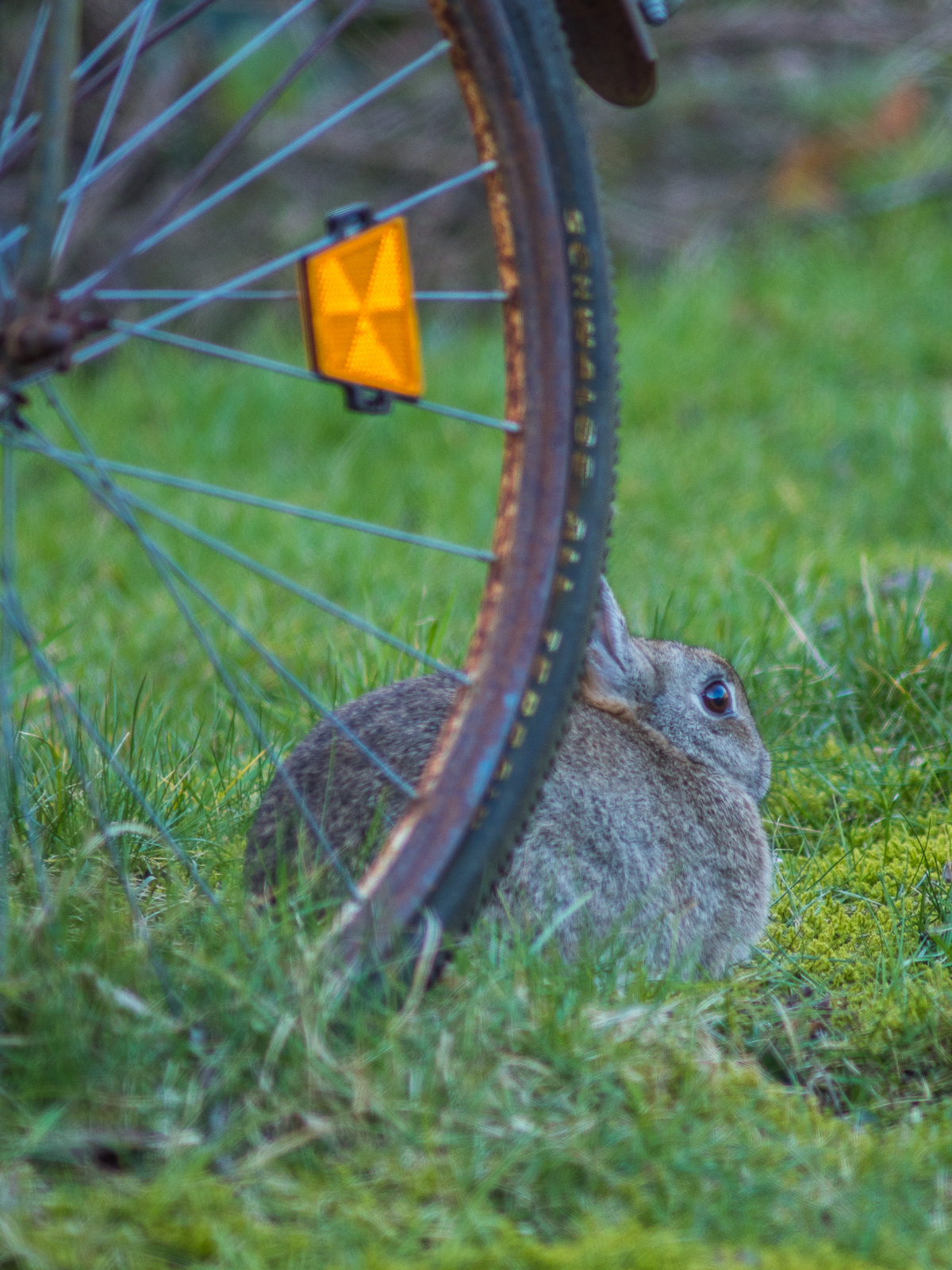 Kaninchen auf dem Rasen, hinter dem Reifen eines alten Fahrrads