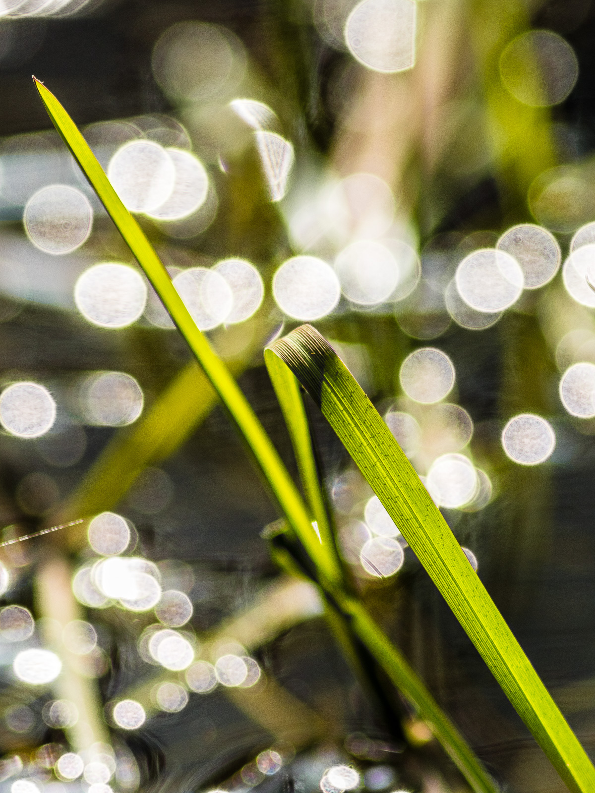 zwei grüne Halme ragen diagonal im Gegenlicht durchs Bild, dahinter kleine Lichtreflexe auf Wasseroberfläche