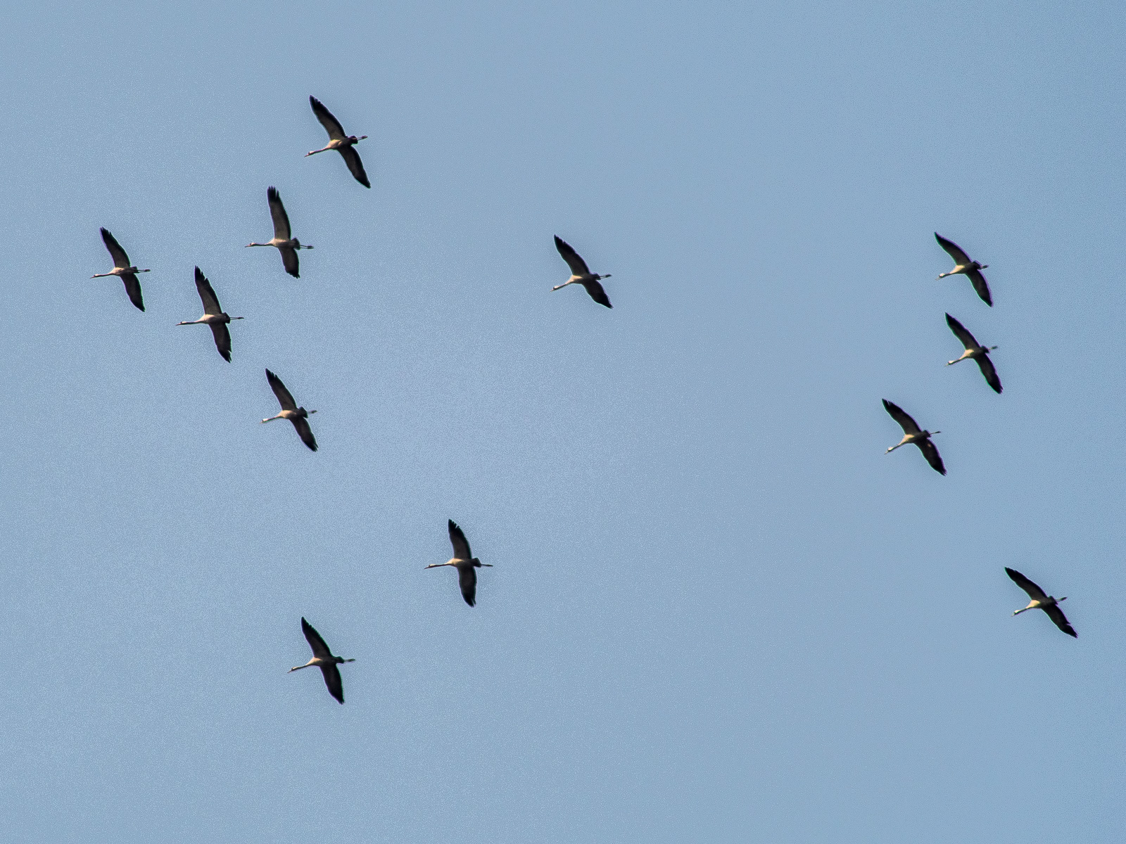 Eine Gruppe von 12 Kranichen am blauen Himmel, alle im Gleitflug mit weit gespannten Flügeln