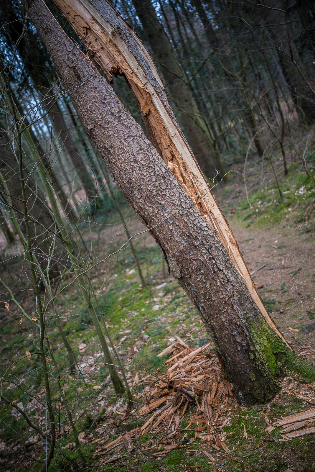 Einzelner Kiefernstamm im Hochformat, der Baum ist in sich gedreht und über mehrere Meter Höhe aufgesplittert