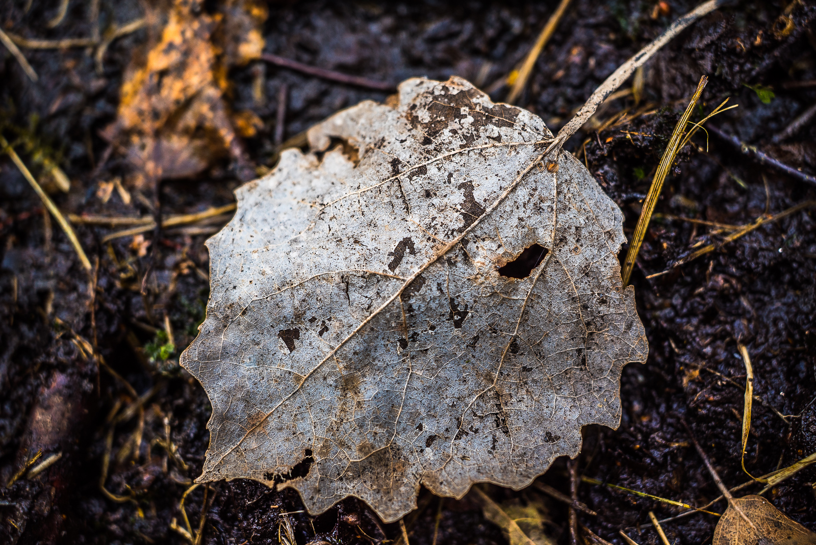 Ein trockenes Birkenblatt, die Unterseite, auf dunklem, fast schwarzem Moorboden