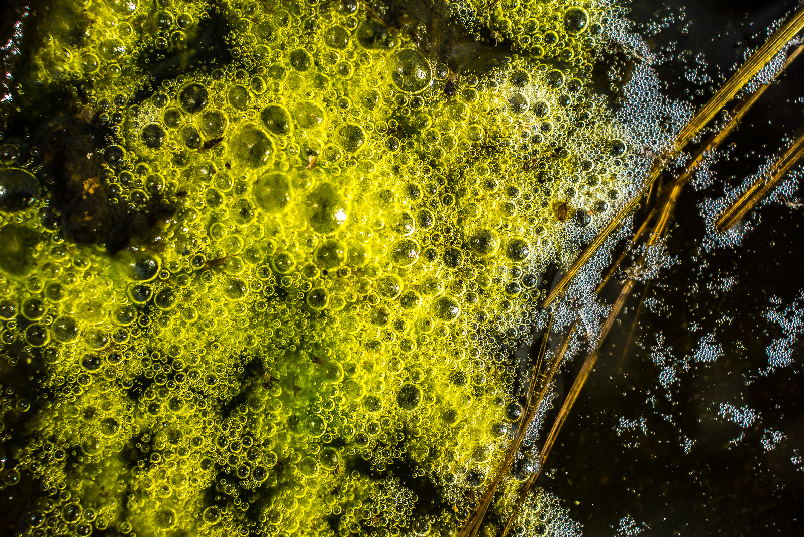 Leuchtend grüne, schaumige Masse, möglicherweise Froschlaich?, auf dunklem Moorwasser