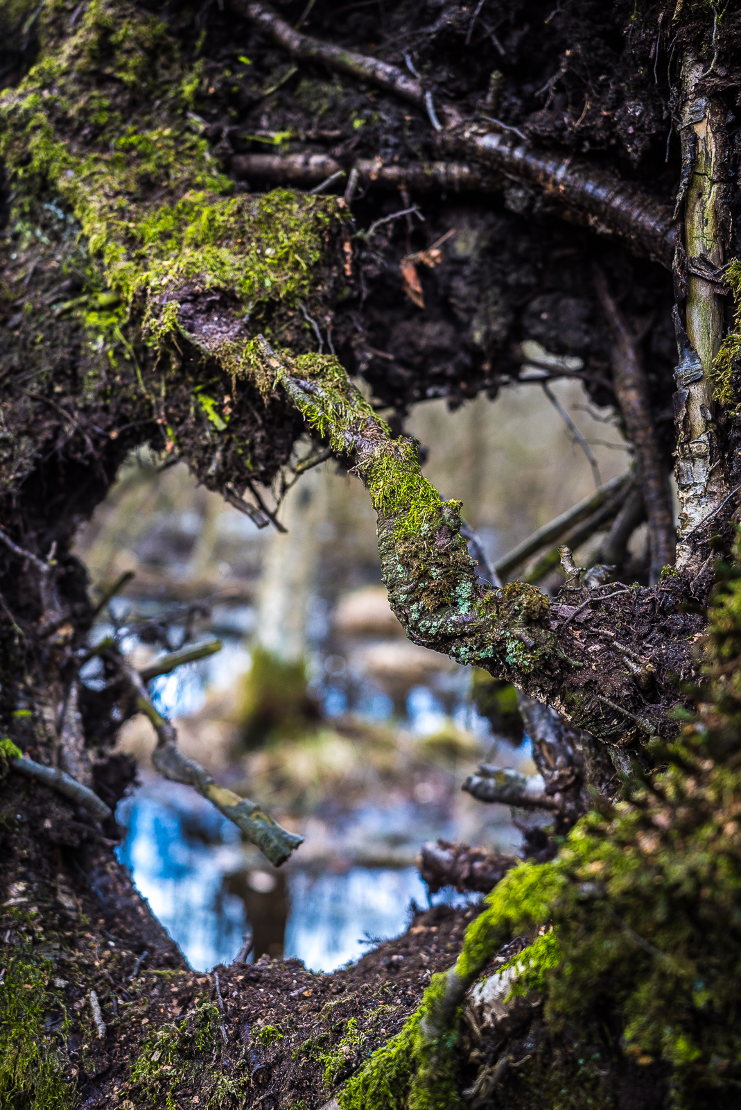 Zwischen den Wurzelauslegern eines umgestürzten Baums klafft ein Loch und gibt den Blick auf eine Teichoberfläche im Wald frei