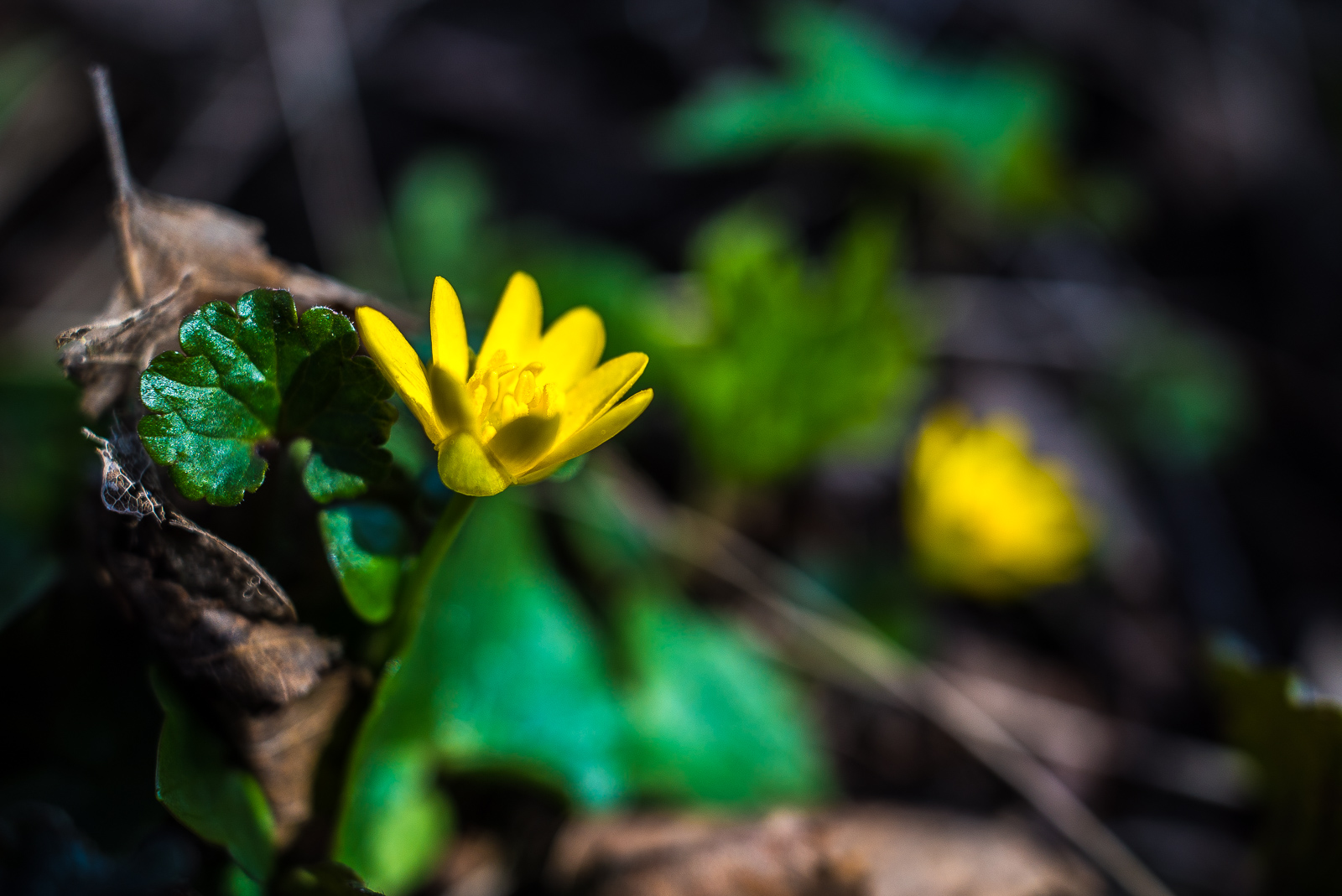 Eine kleine gelbe Blüte vor satt-grünen Blättern, hinten in der Unschärfe noch eine Blüte