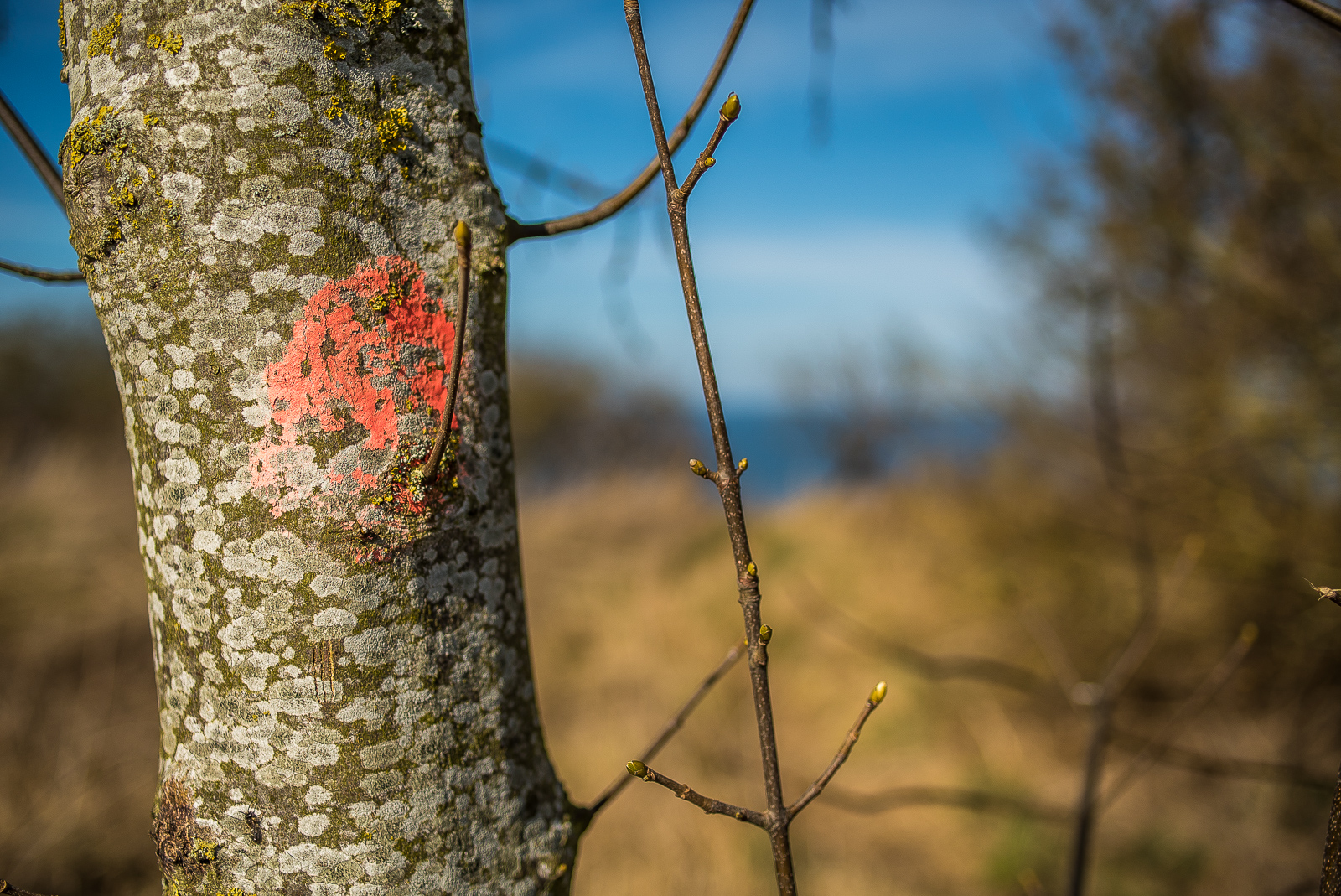 Ein dünner, flechtenbewachsener Baumstamm vor unscharfem Küsten- und Meerhintergrund, der Stamm ist mit einem ausgebleichten roten Farbklecks markiert.