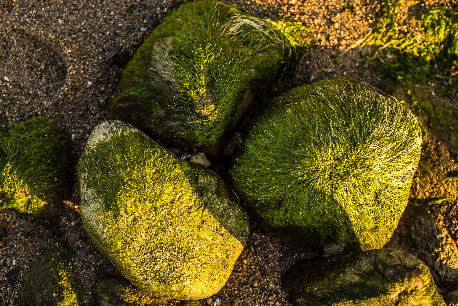 Drei rundliche Felsbrocken im Sand, von steil oben aufgenommen, alle mit intensiv grünen Algen oder Seegras bewachsen.