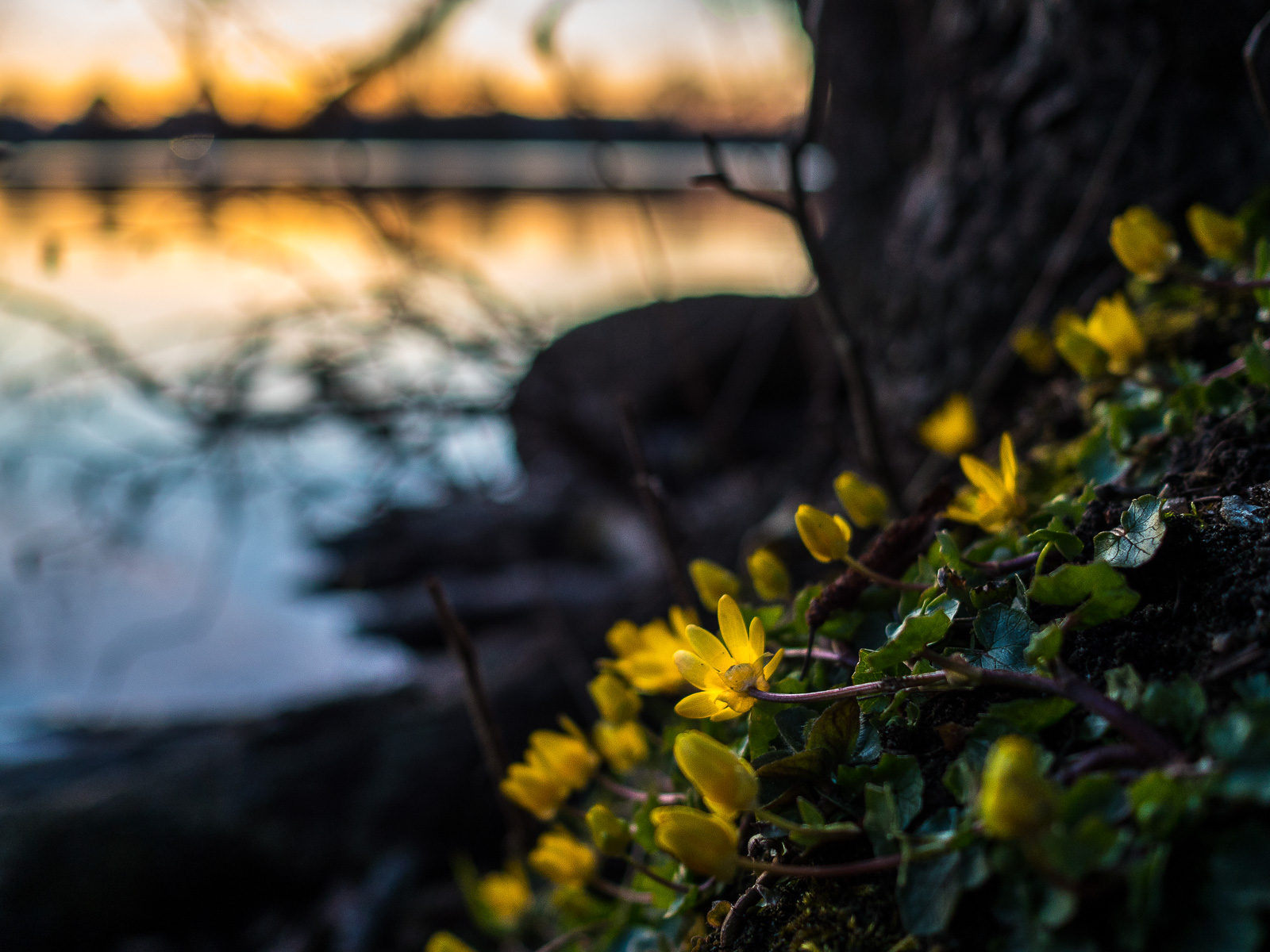 gelbe Blumen, evtl. Sumpfdotterblumen, an einem Hang vor dunklem Hintergrund. Links unscharf eine Seeoberfläche, auf der sich die Farben eines intensiv orangefarbenen Sonnenuntergangs spiegeln.