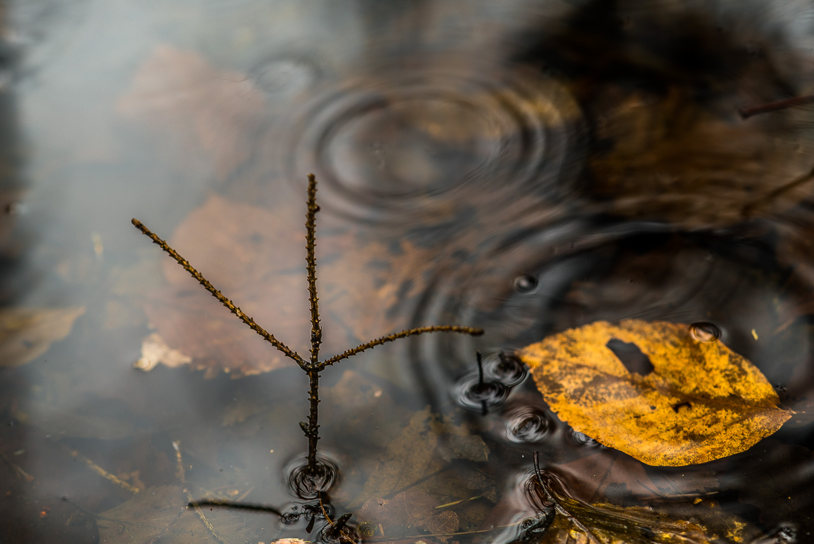 Ein dreizackiger Nadelbaum-Ast ragt aus dem Wasser. Rechts daneben schwimmt das Blatt einer Birke. Mehrere Kreise von Regentropfen auf der Oberfläche.