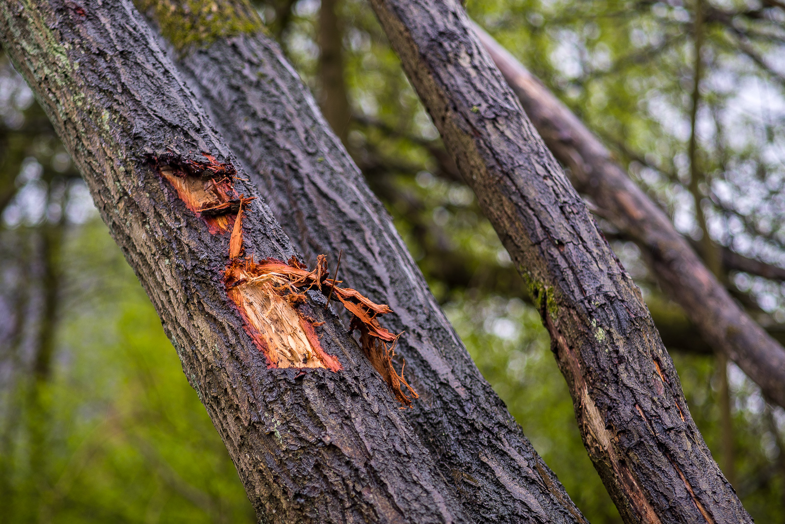 Mehrere schief stehende Baumstämme vor unscharfem grünem Waldhintergrund. Der vorderste Stamm hat frische Schabespuren tief in der Rinde.