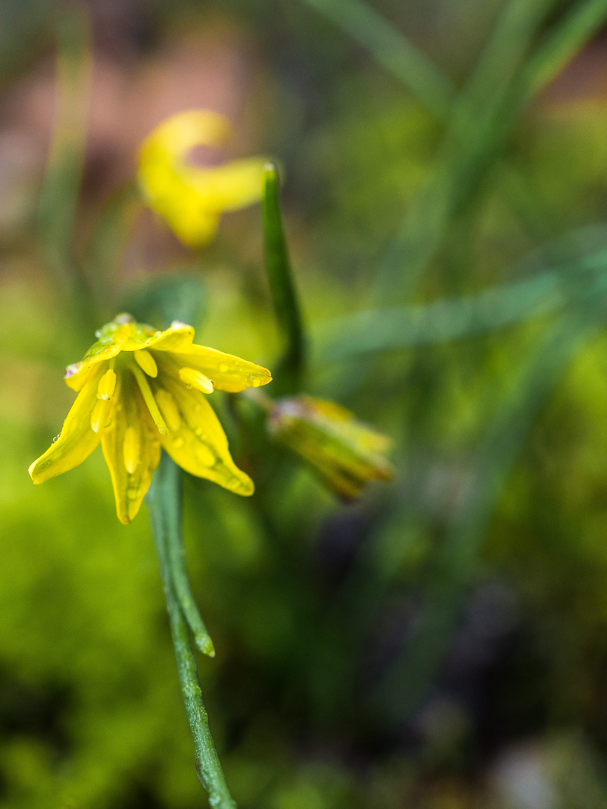 Eine gelbe Blume, vielleicht ein Wald-Gelbstern Gagea Lutea, vor unscharfem Grashintergrund