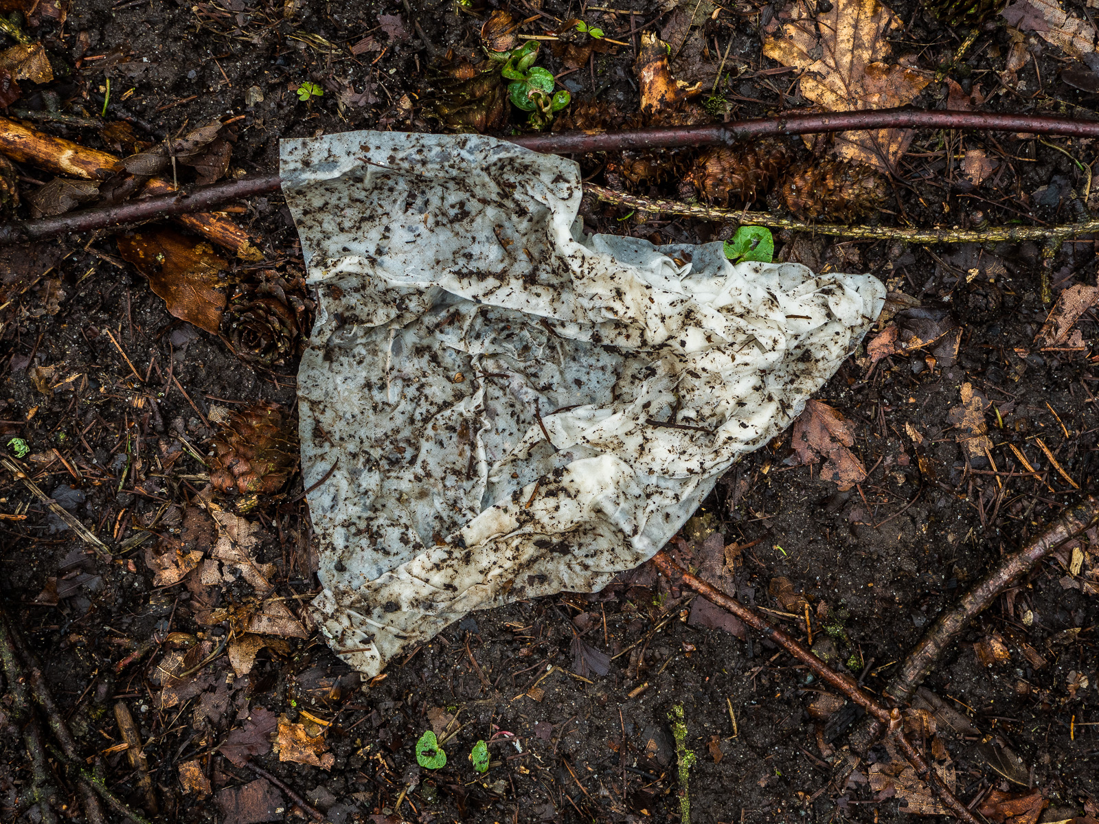 Ein Papiertaschentuch liegt auf dem Waldboden. Es ist stark geknüllt und verdreckt, bildet aber in der Außen-Form ein fast regelmäßiges Dreieck.