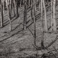 Schwarzweißfoto: Mehrere Bäume stehen entlang eines Hügels im Wald, die Sonne wirft diagonale Schatten