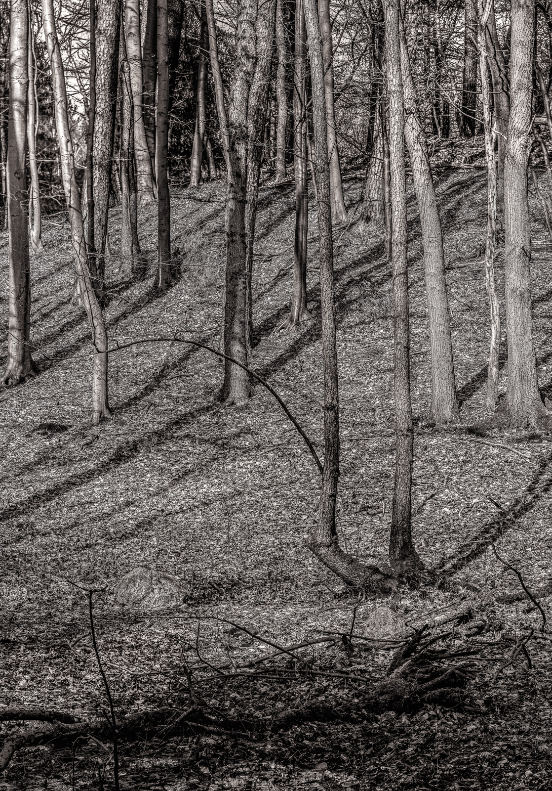 Schwarzweißfoto: Mehrere Bäume stehen entlang eines Hügels im Wald, die Sonne wirft diagonale Schatten