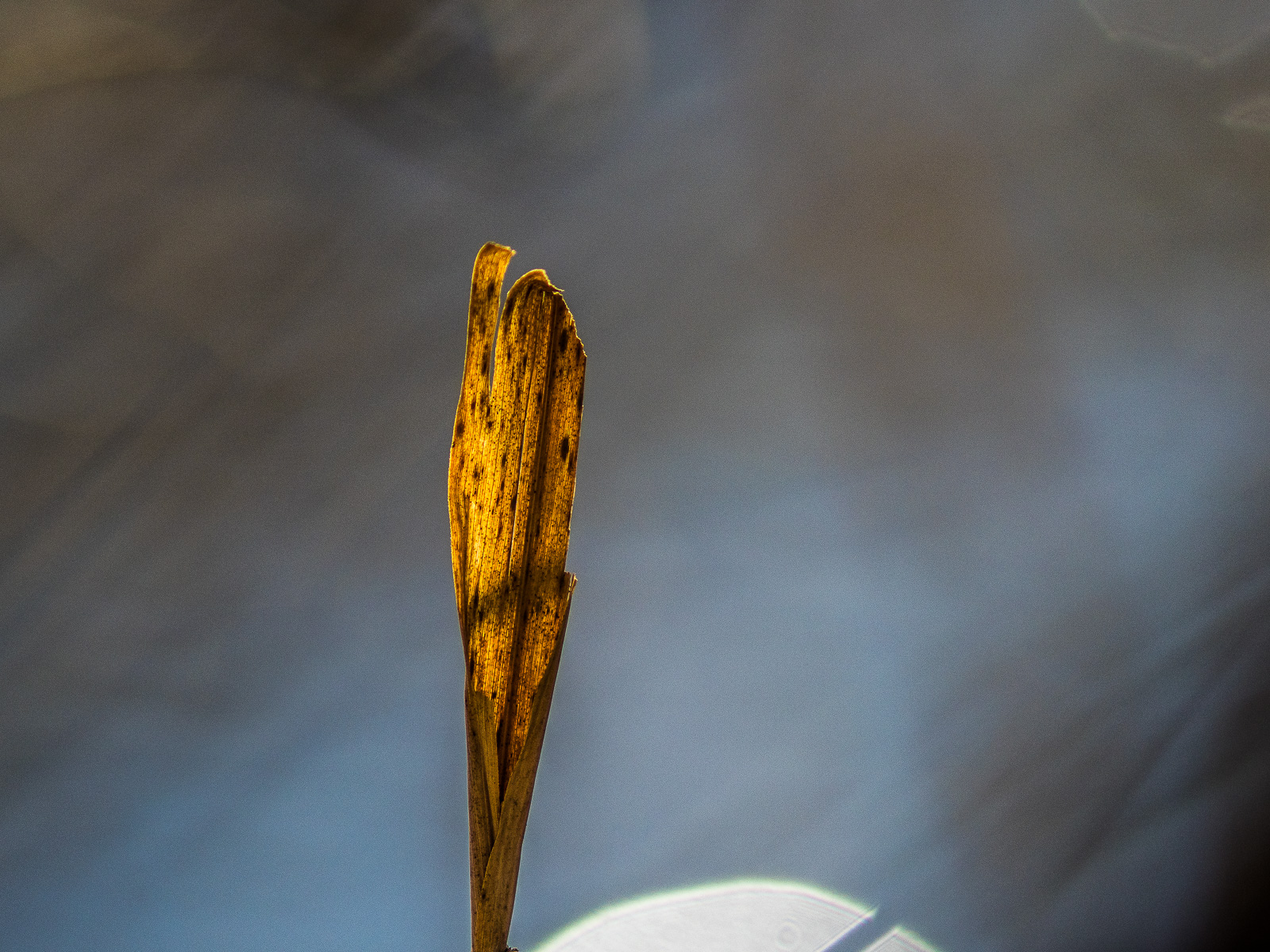 Ein trockenes Schilfgrasblatt im Gegenlicht vor dem Hintergrund einer Wasseroberfläche, am unteren Rand in großer Lichtreflex