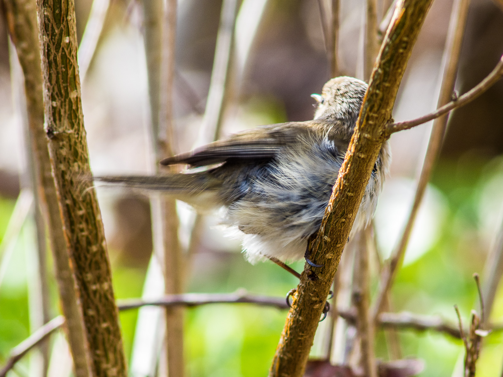 Ein kleiner, ca. spatzengroßer Vogel in Astgewirr, man sieht ihn von hinten, das weiße Bauchgefieder ist vom Wind aufgebauscht