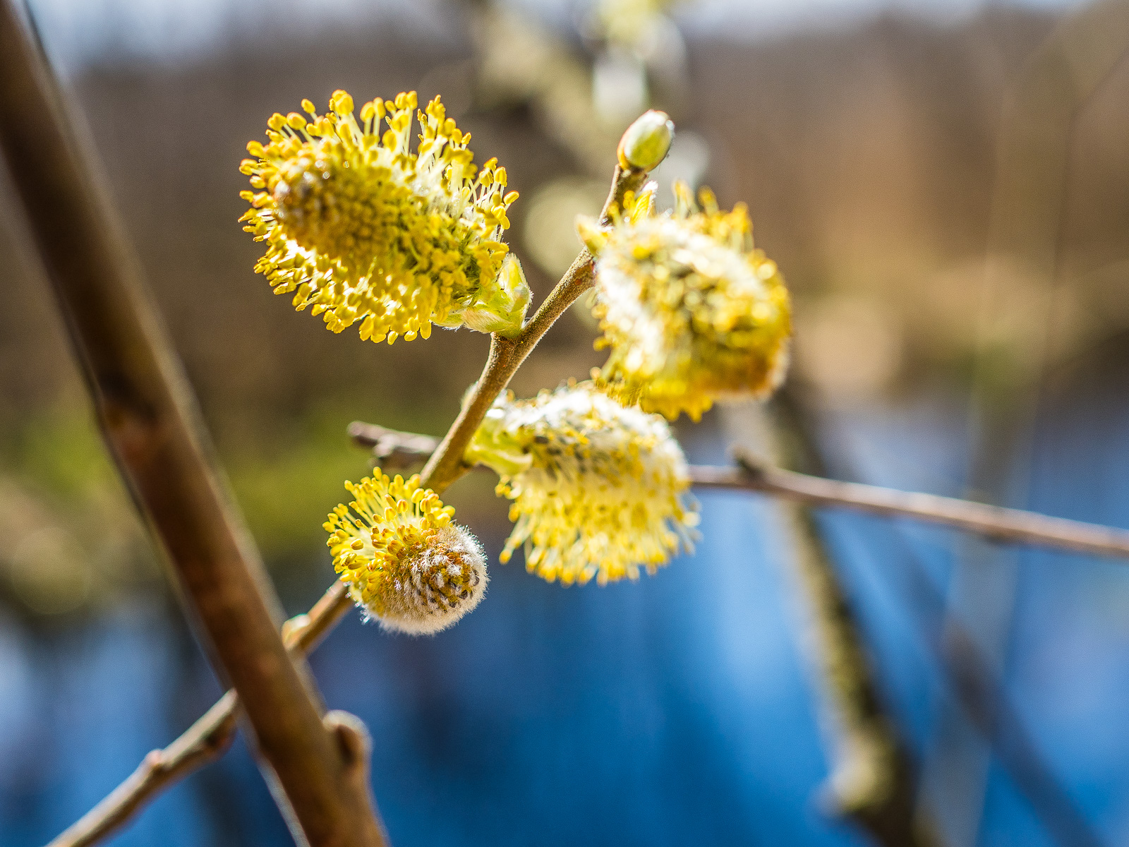 Mehrere Weidenkätzchen mit gelben Pollen im Sonnenlicht, unten unscharfer blauer Wasser-Hintergrund