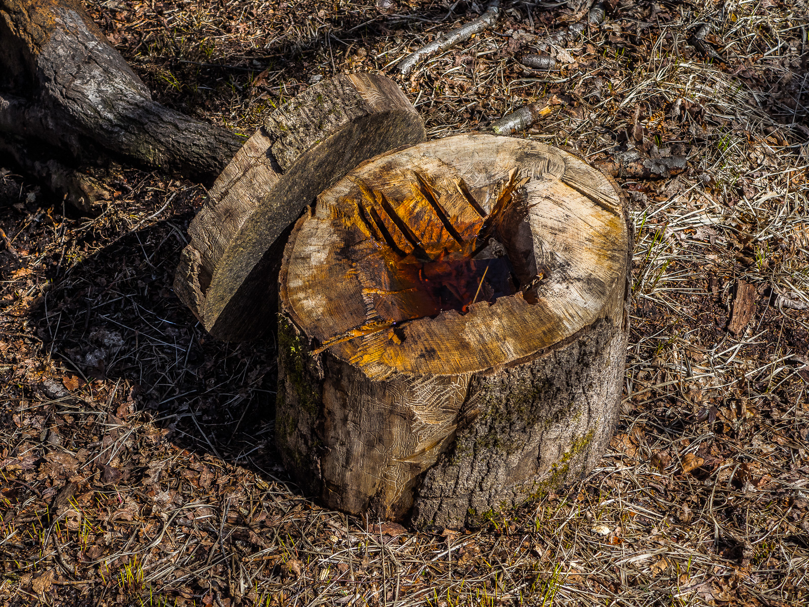 Der Abschnitt eines Baumstamms liegt auf dem Waldboden. In der Mitte der Oberfläche mit deutlich sichtbaren Sägespuren eine Vertiefung, die mit Wasser gefüllt ist.