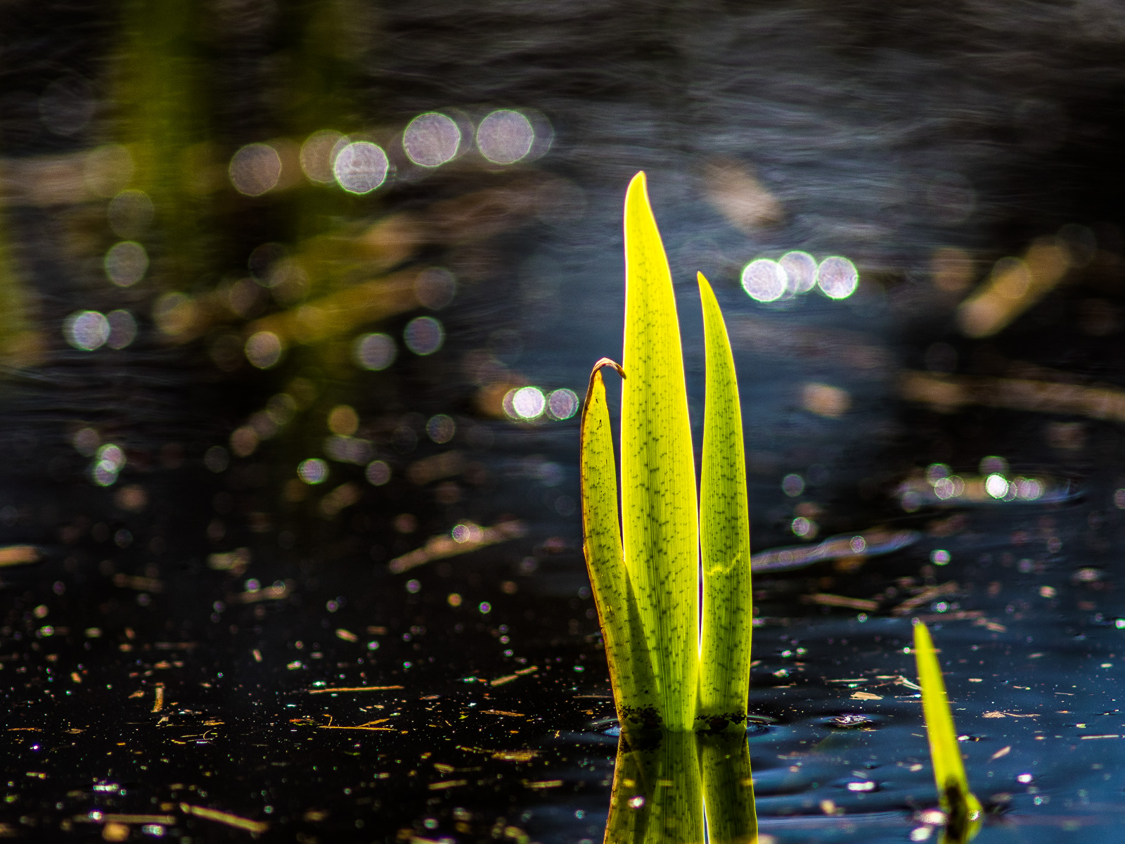 Eine dunkle Teichoberfläche, darin leuchtend im Gegenlicht mehrere hellgrüne Blätter bzw. Halme