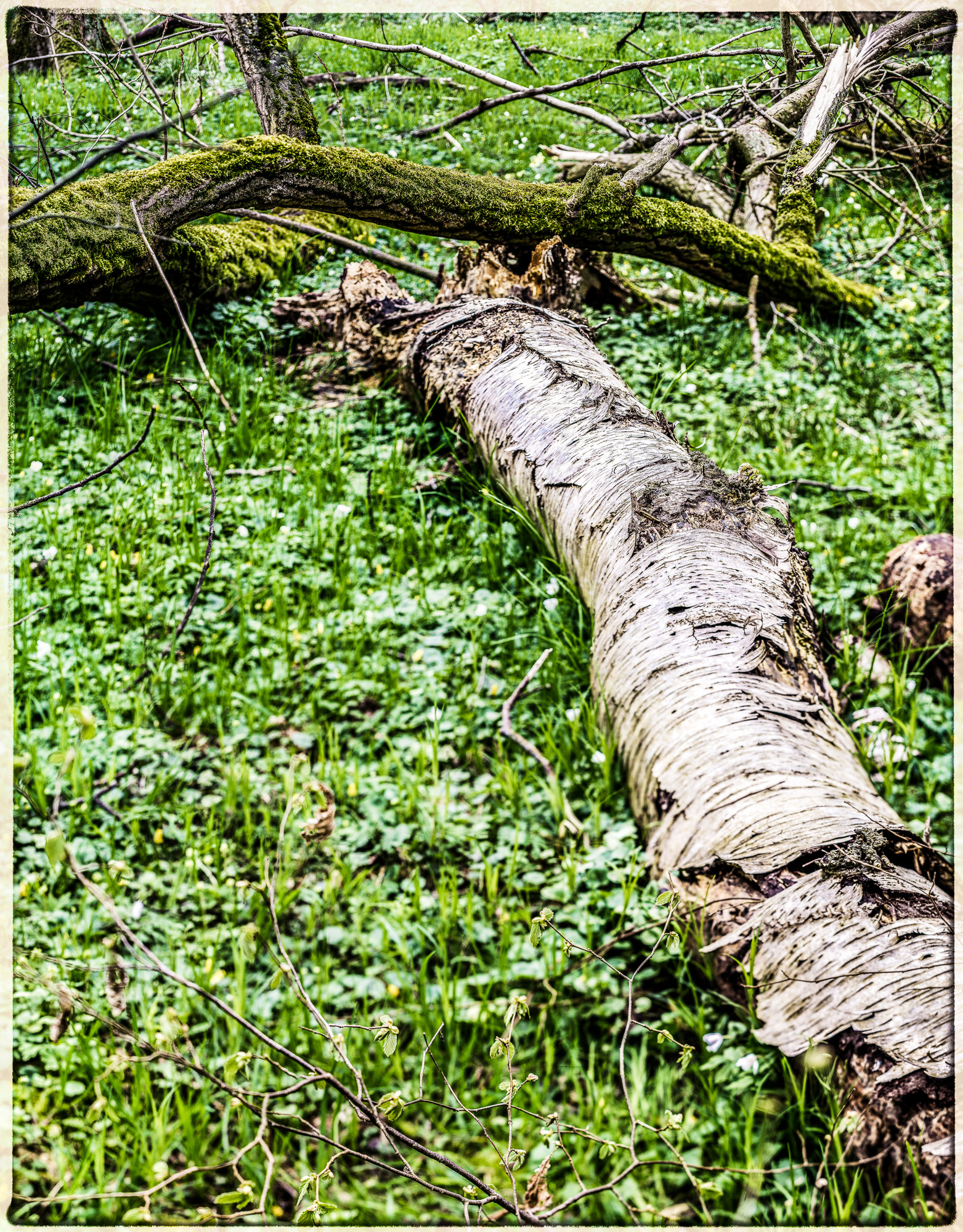 Ein Birkenstamm liegt auf einer Waldwiese