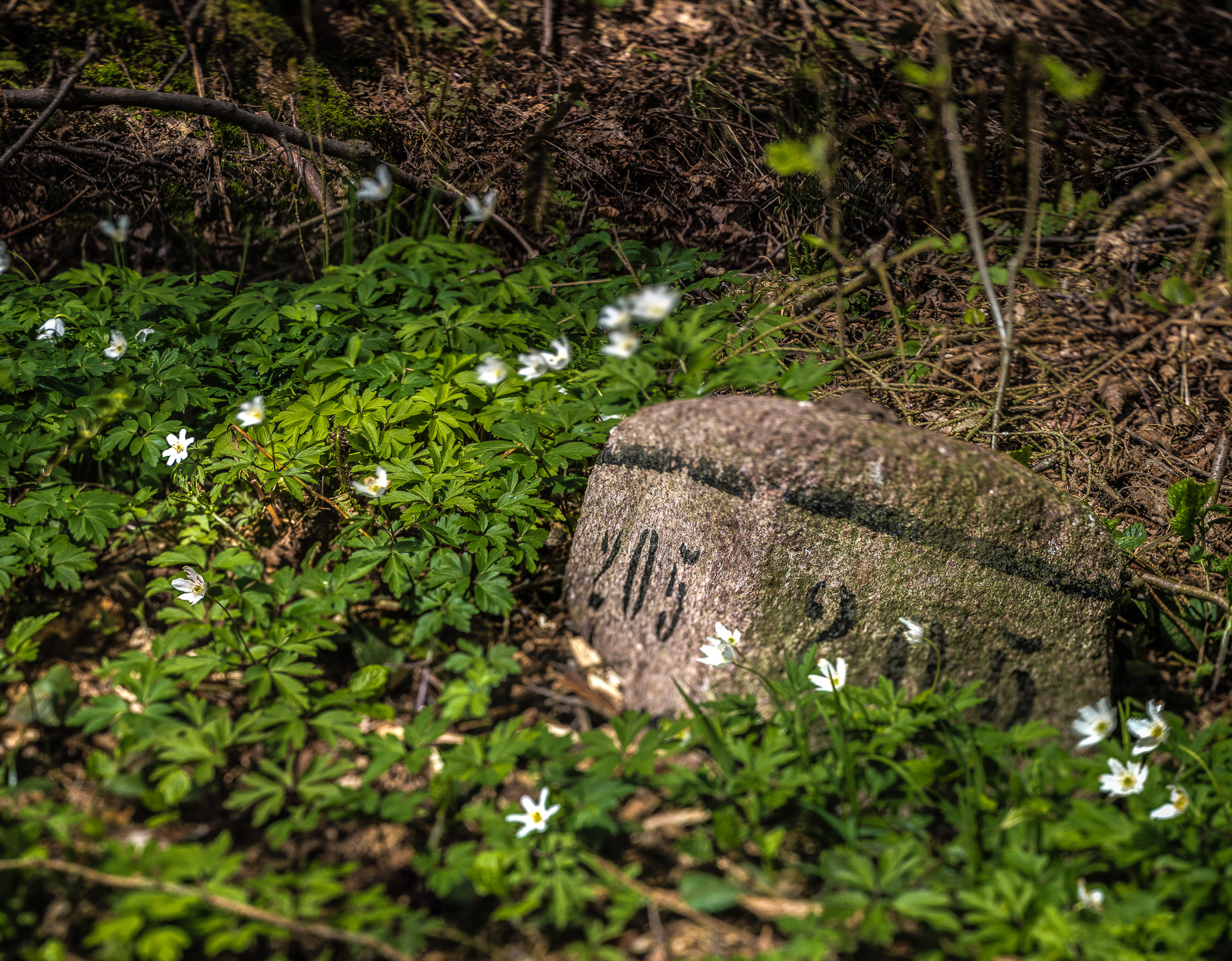 Ein alter Gemarkungsstein, auf zwei Seiten beschriftet mit "205", steht schräg und niedrig am Waldboden, drumherum viele weiße Buschwindröschen
