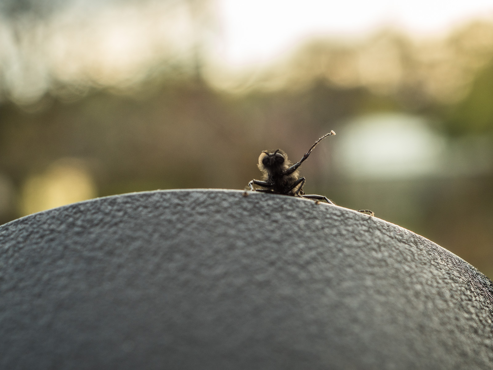 Eine schwarze Fliege oder ähnliches Insekt krabbelt vor dem Hintergrund untergehender Sonne von unten auf einen schwarzen Untergrund. Hier streckt es einen Arm in die Höhe.