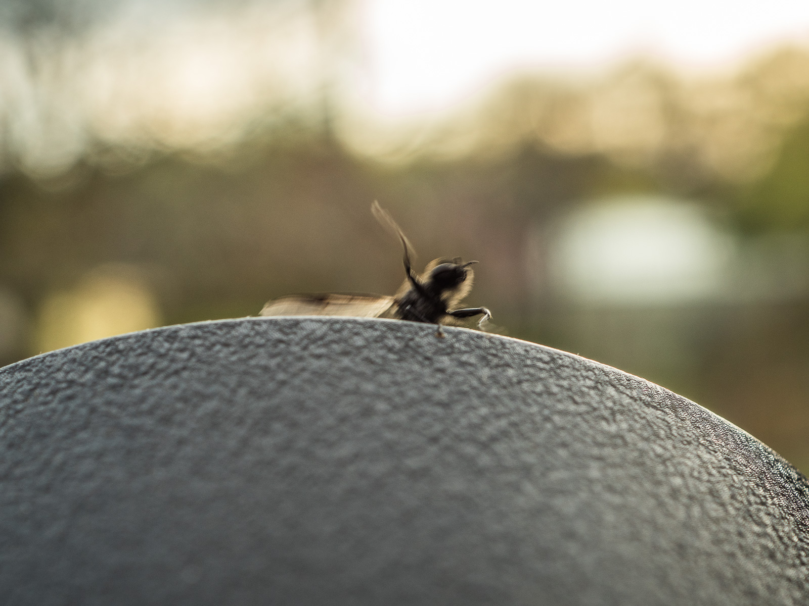 Eine schwarze Fliege oder ähnliches Insekt krabbelt vor dem Hintergrund untergehender Sonne von unten auf einen schwarzen Untergrund. Eins der Beine ist erhoben, der Flügel ausgebreitet