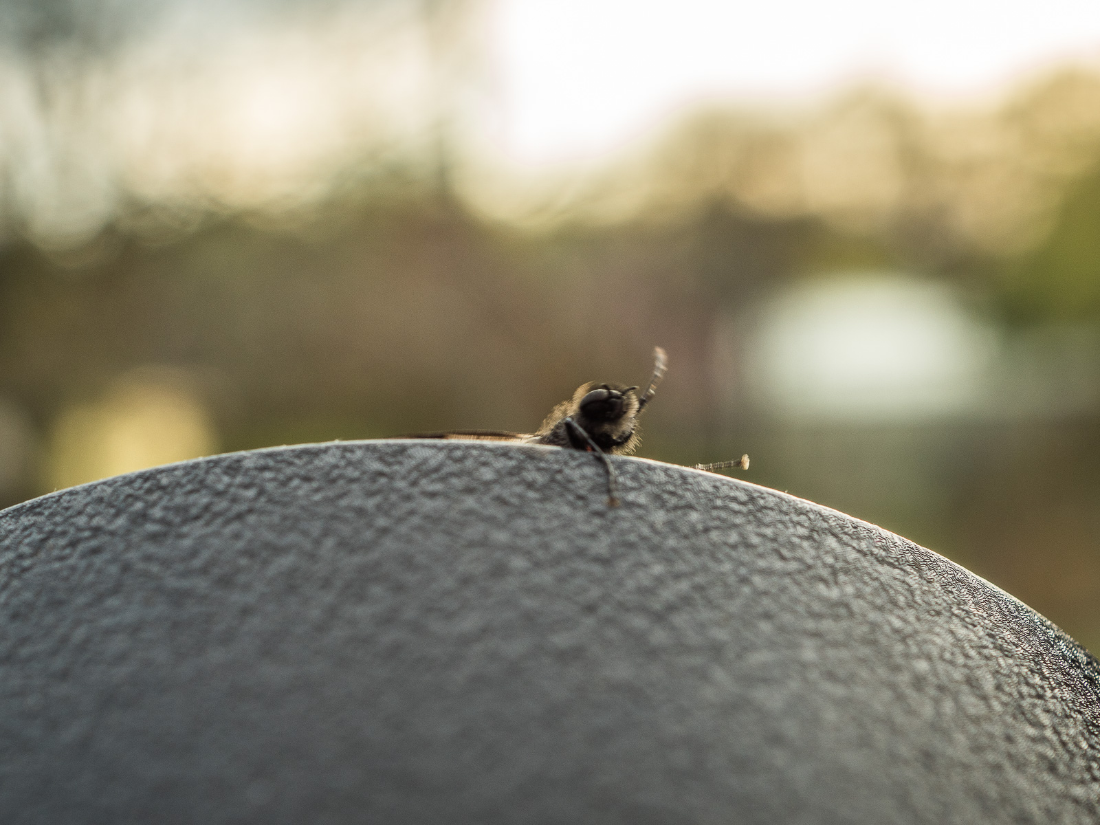 Eine schwarze Fliege oder ähnliches Insekt krabbelt vor dem Hintergrund untergehender Sonne von unten auf einen schwarzen Untergrund. Ein rechtes Bein ist oben festgekrallt, es sieht aus, als wolle es sich hochziehen