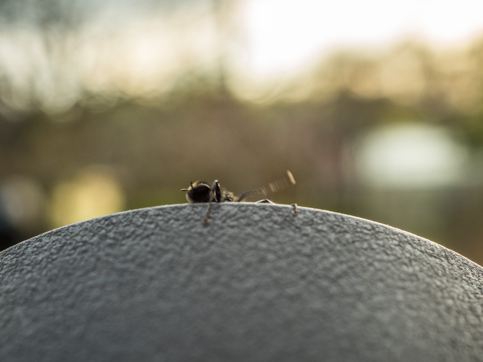 Eine schwarze Fliege oder ähnliches Insekt krabbelt vor dem Hintergrund untergehender Sonne von unten auf einen schwarzen Untergrund. Hier bewegen sich die linken Beine nach oben
