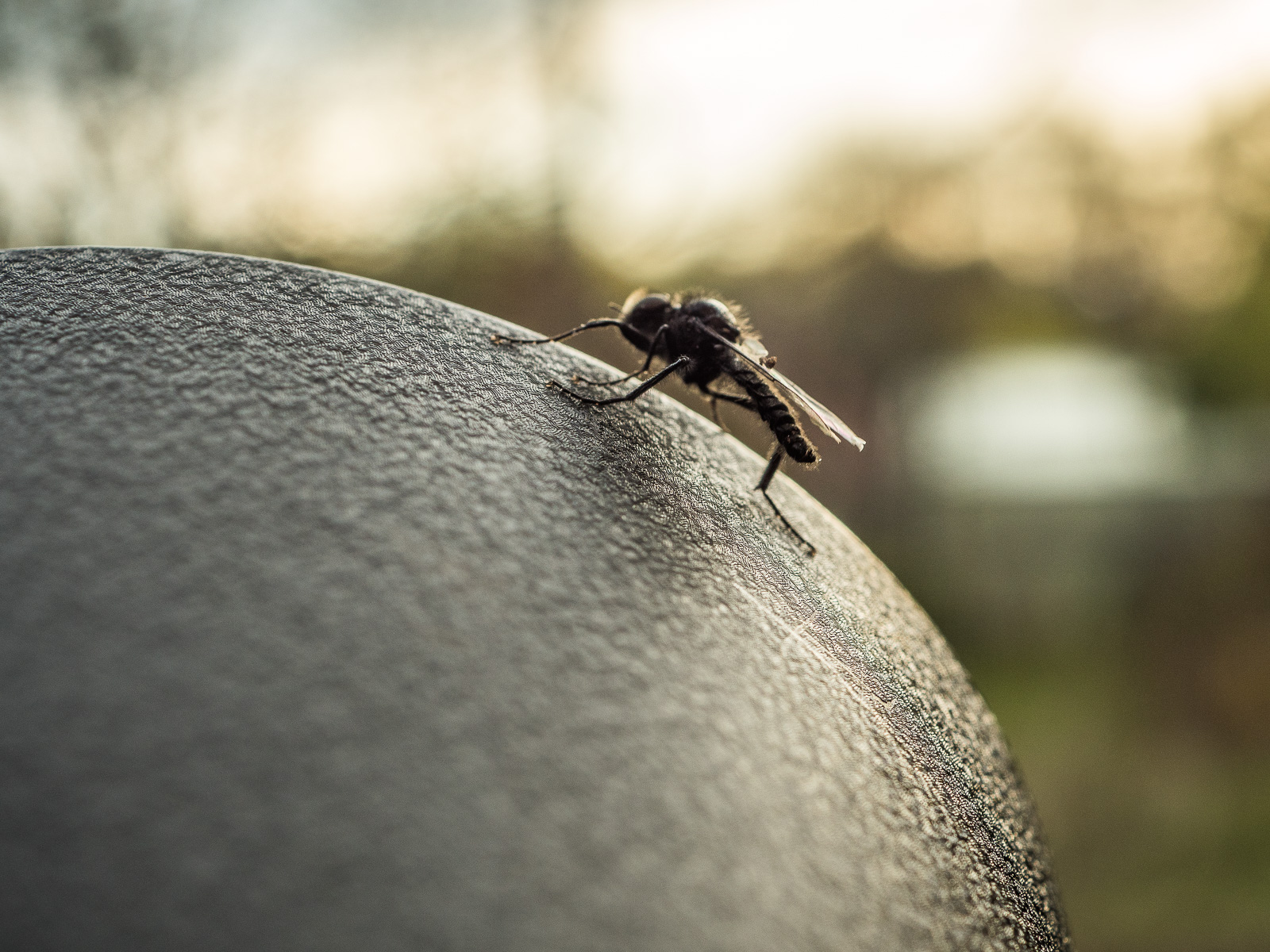 Eine schwarze Fliege oder ähnliches Insekt sitzt vor dem Hintergrund untergehender Sonne auf einem schwarzen Untergrund