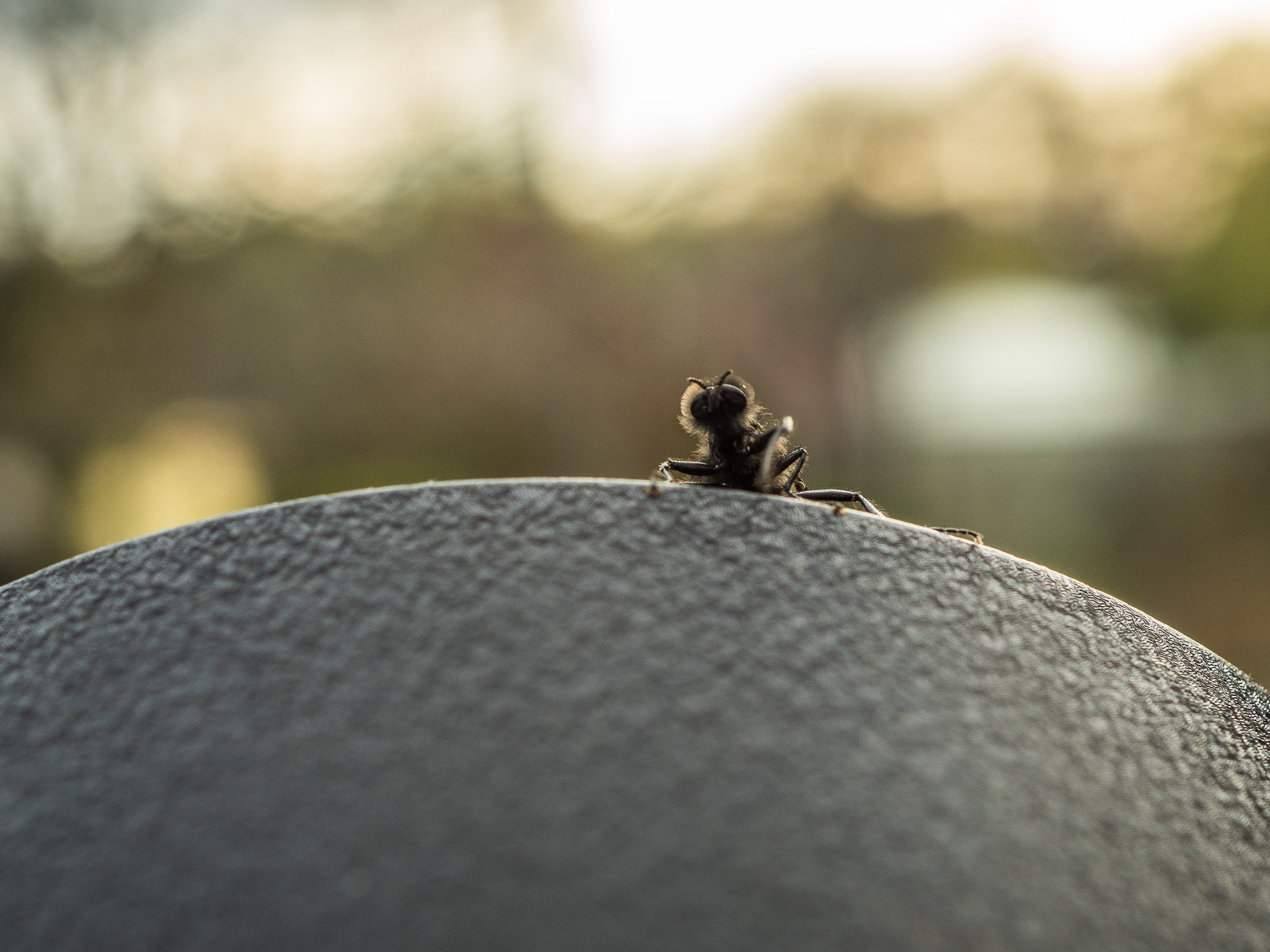 Eine schwarze Fliege oder ähnliches Insekt krabbelt vor dem Hintergrund untergehender Sonne von unten auf einen schwarzen Untergrund