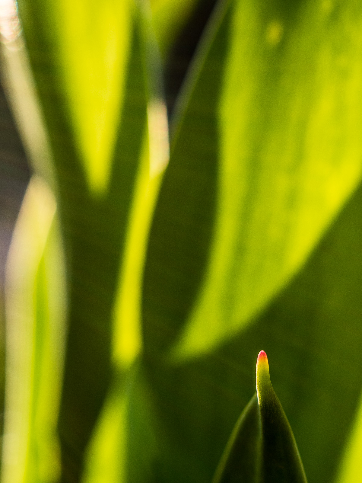 Nahaufnahme von Blättern einer Tulpe, im vordergrund scharf eine Blattspitze mit roter Kuppe am Ende