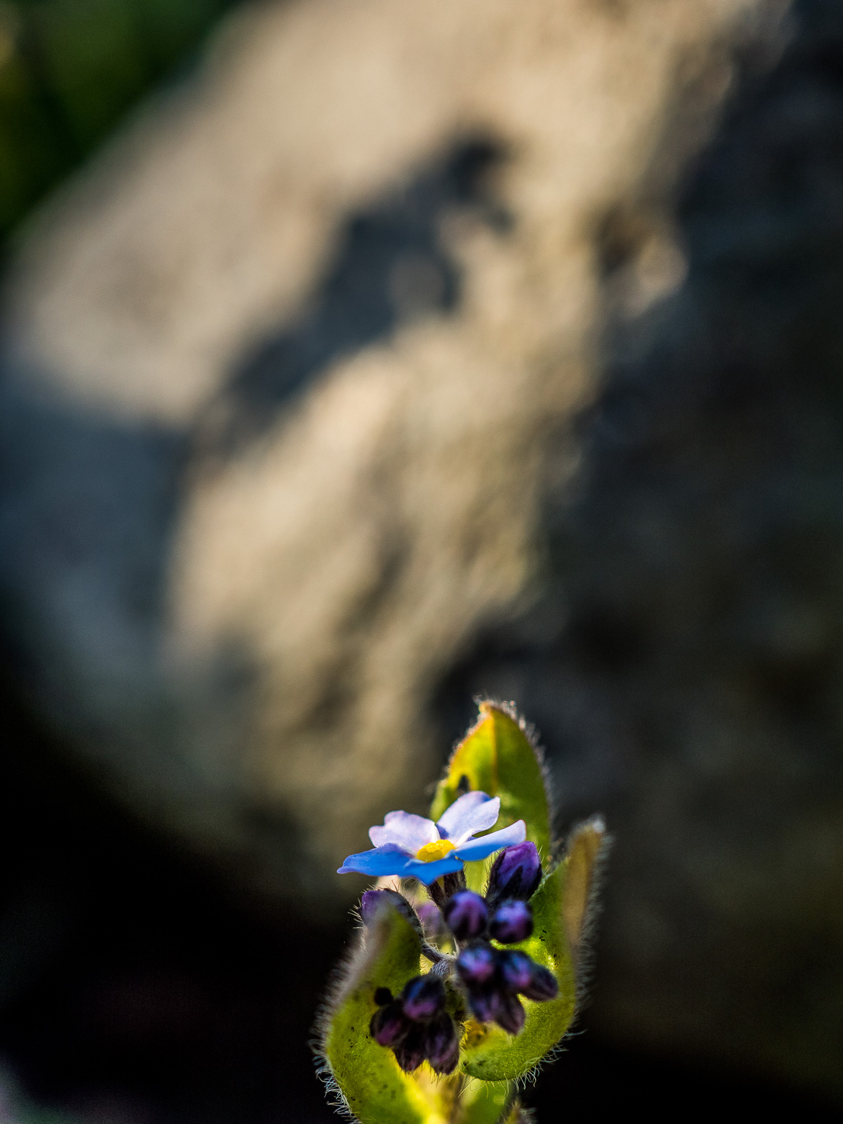 Einzelne blaue Blüte einer Vergissmeinnicht vor einem großen grauen Stein, der von links von der Sonne angestrahlt wird