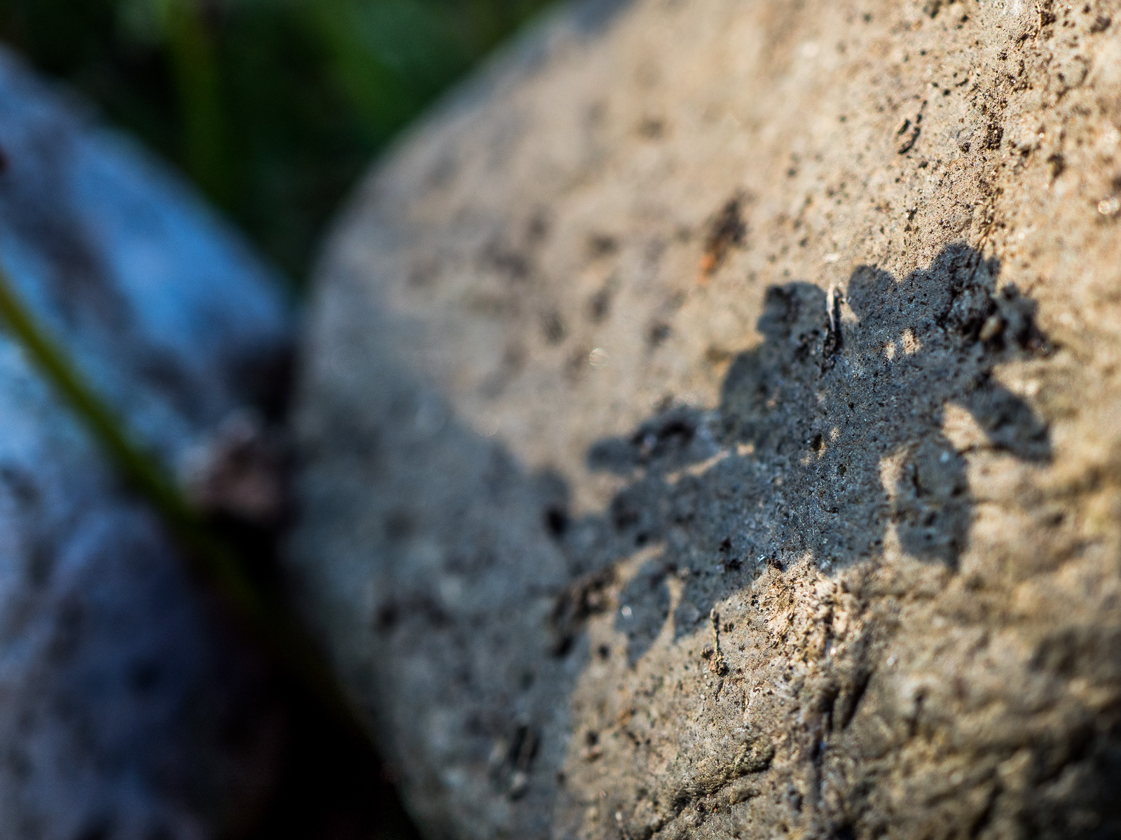Schatten der mehrteiligen Blüte einer Perlhyazinthe fällt auf einen grauen Stein