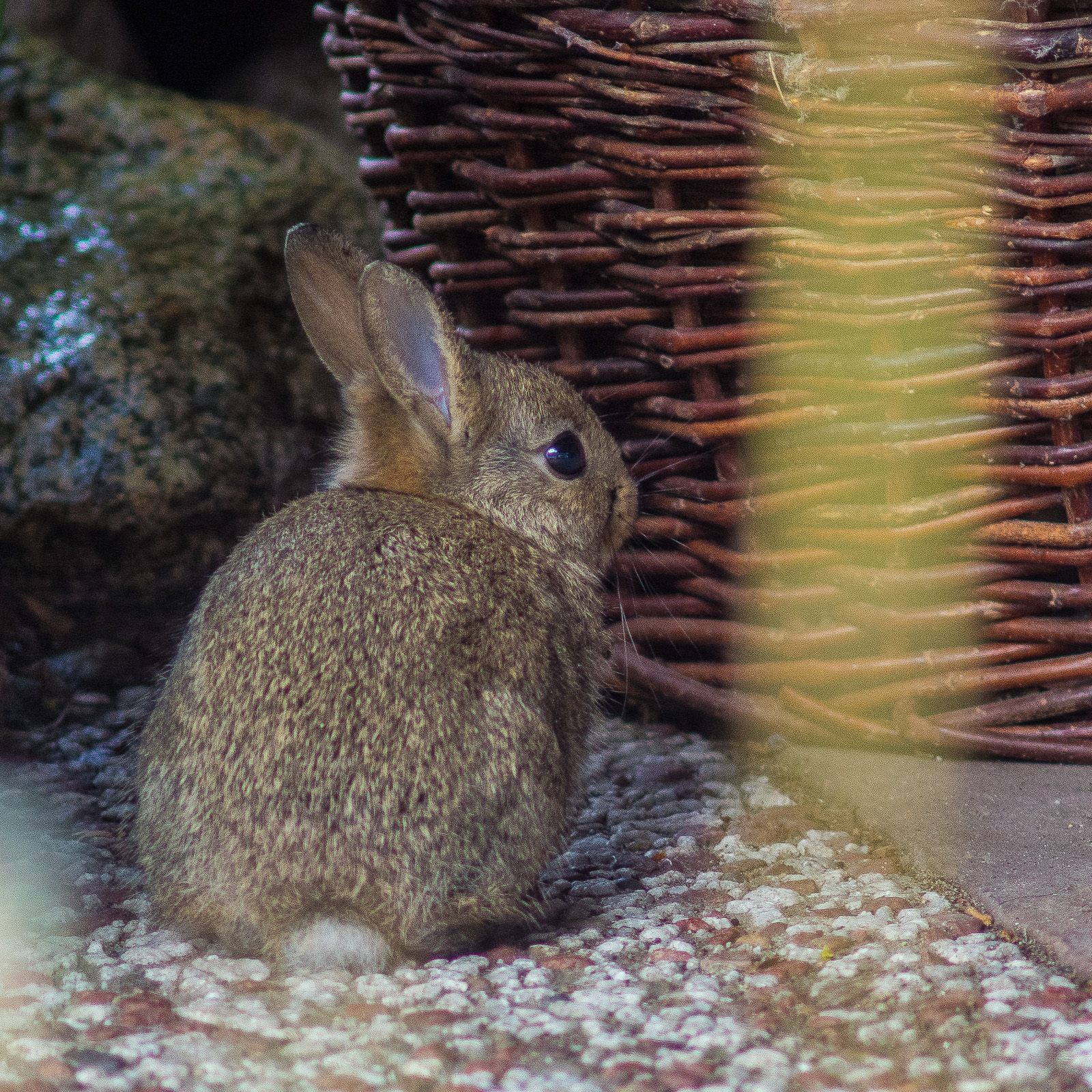 Ein junges Kaninchen sitzt mit dem Rücken zum Fotografen auf einer Stein-Terrassenplatte. Das Bild ist quadratisch zugeschnitten, das Kaninchen füllt etwa das untere linke Viertel, das Auge ist ziemlich exakt in der Bildmitte. Links oben ein großer, dunkler granitähnlicher Stein, das obere rechte Viertel ist ausgefüllt von einem rotbraunen Weidenkorb.