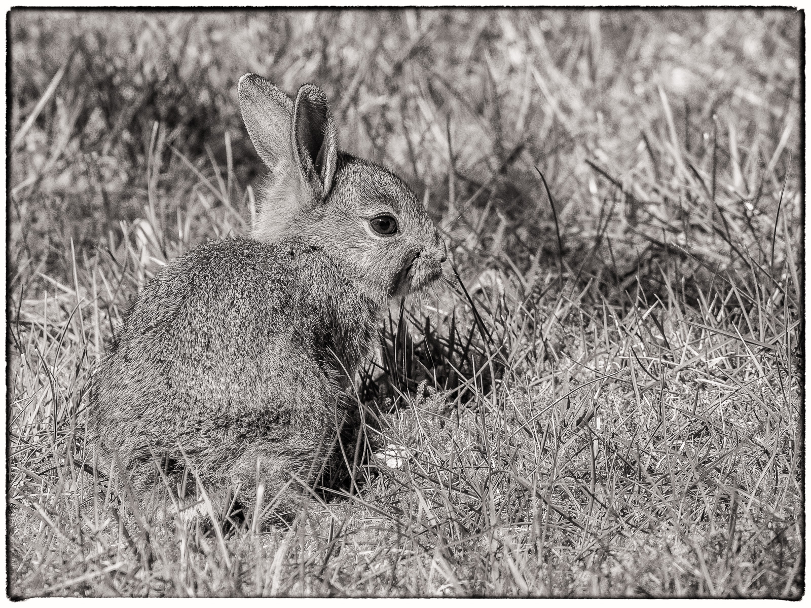 Schwarzweißfoto eines Baby-Kaninchens auf dem Rasen. Blick nach rechts, Ohren aufrecht
