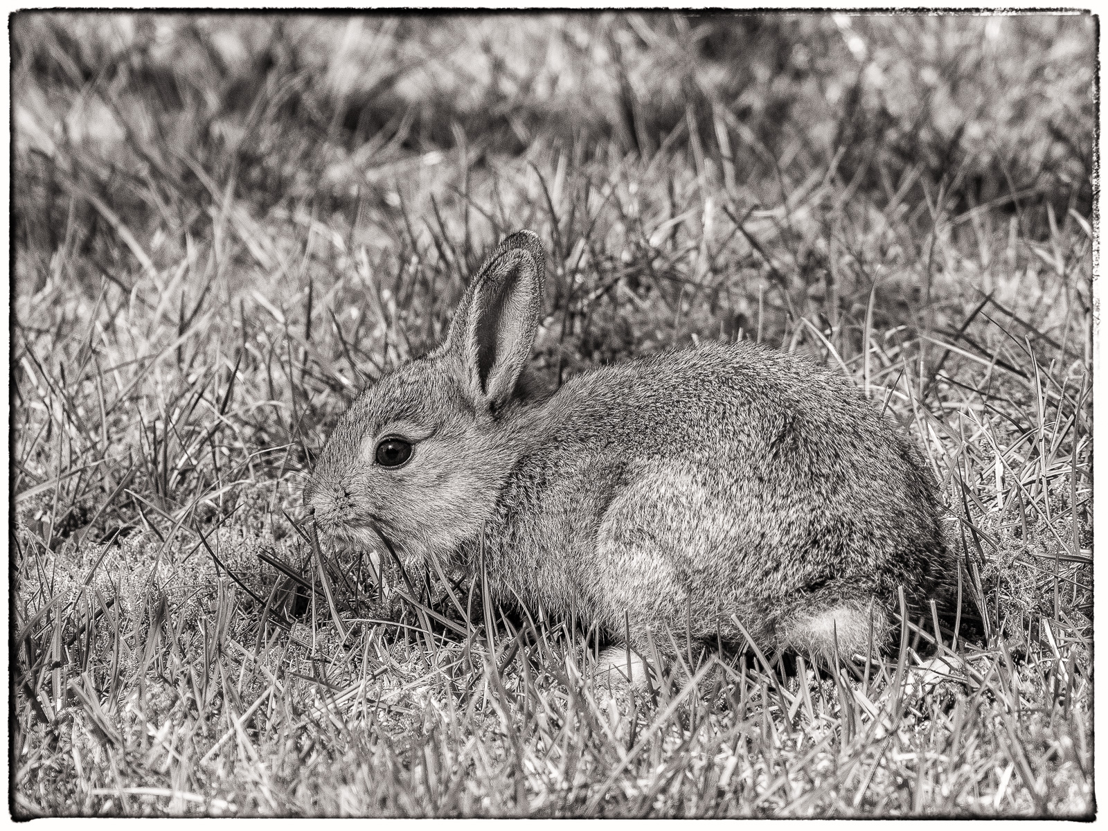 Schwarzweißfoto eines Baby-Kaninchens auf dem Rasen. Flach kauernd nach links, Ohren aufrecht