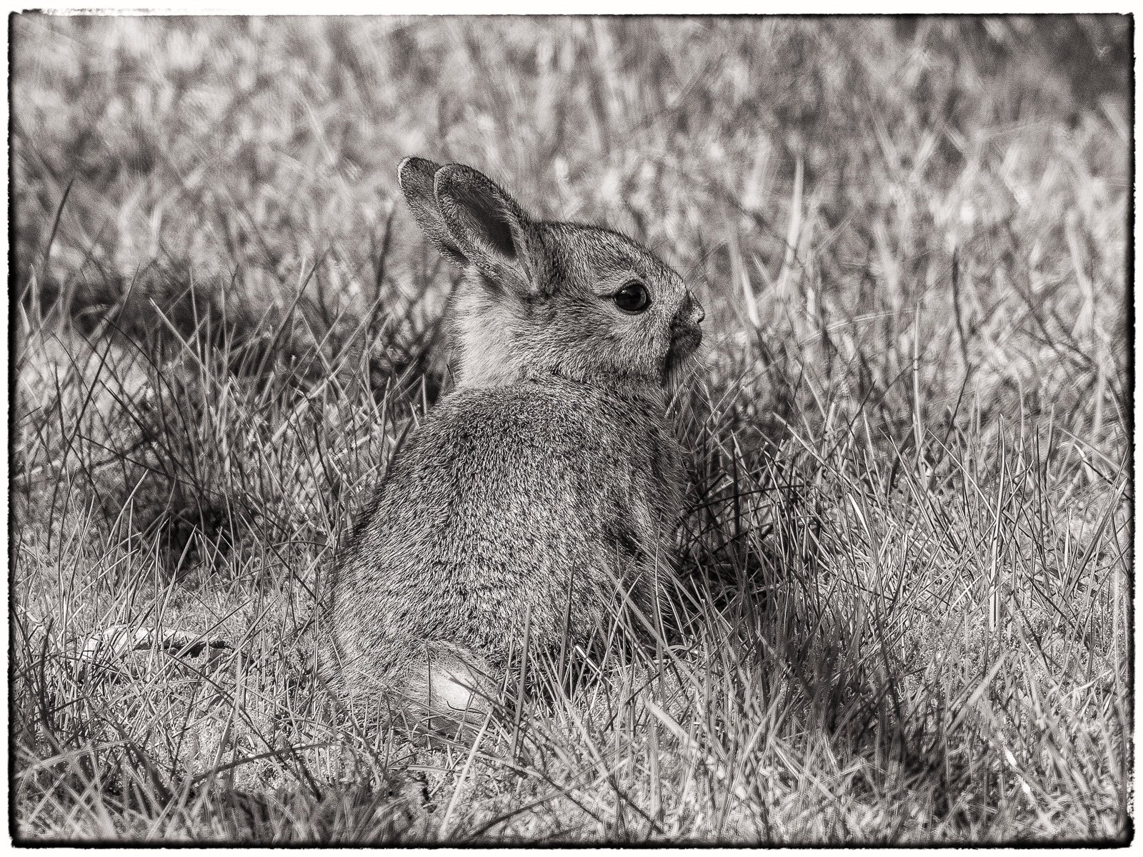 Schwarzweißfoto eines Baby-Kaninchens auf dem Rasen. Blick nach rechts, ein Schatten fällt schräg über den Körper