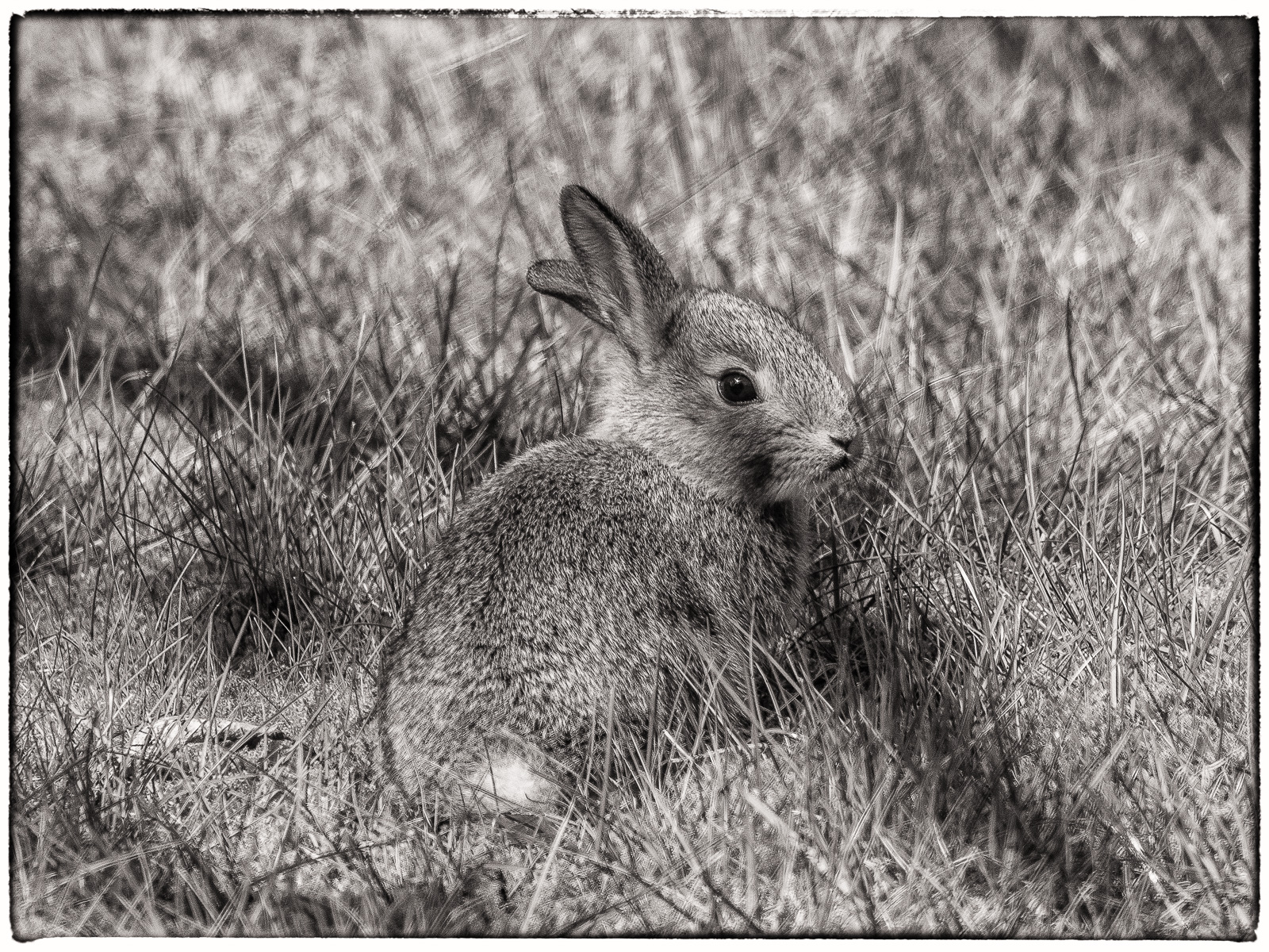 Schwarzweißfoto eines Baby-Kaninchens auf dem Rasen. Blick nach rechts vorn, zu den Betrachtenden hin