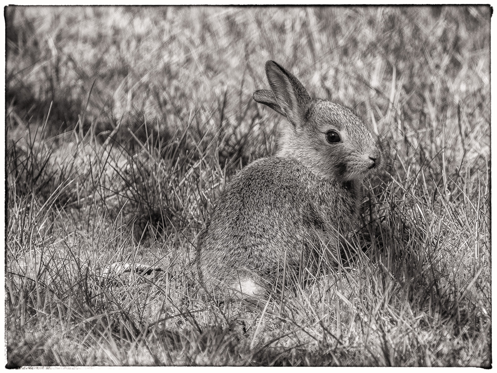 Schwarzweißfoto eines Baby-Kaninchens auf dem Rasen. Sitzend, nach rechts blickend, Ohren schräg