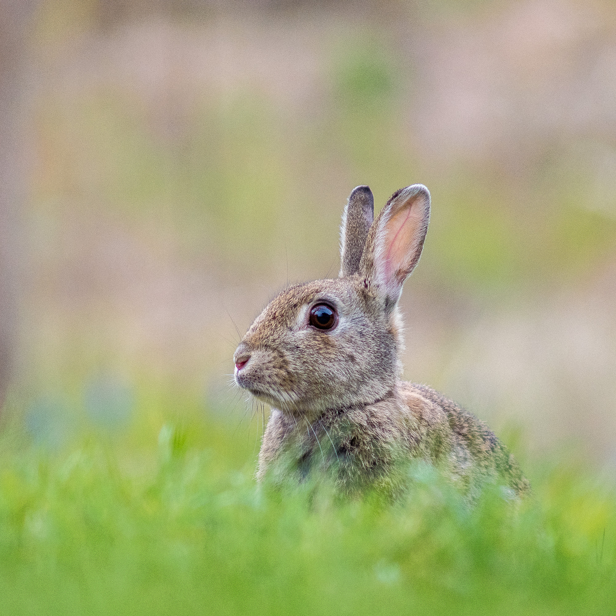 Ein Kaninchen sitzt wachsam mit aufgestellten Ohren im hohen Gras