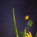 Gelbe Blume und hellgrüne Blätter am unteren Bildrand, oben die dunkle Oberfläche eines Baches, noch eine unscharfe gelbe Blüte auf halber Bildhöhe