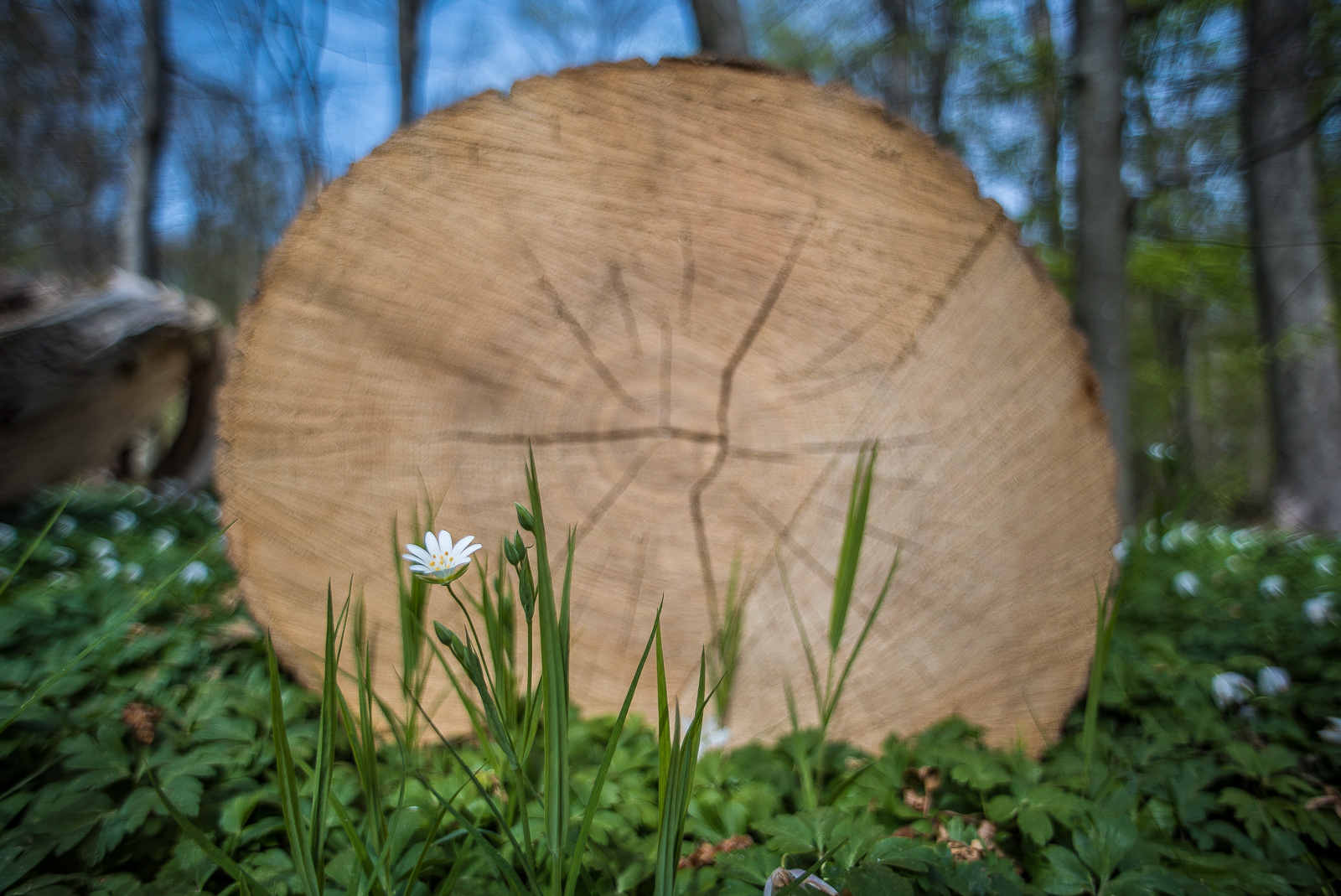 Ein einzelnes scharfes Buschwindröschen vor einem mächtigen abgesägten Baum, dessen Schnittfläche fast das ganze Bild füllt.