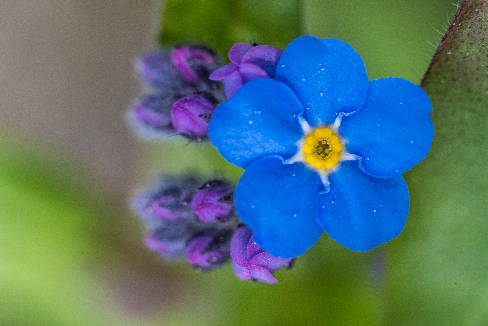 einzelne blaue Blüte einer Vergissmeinnicht, lila Knospen drumherum