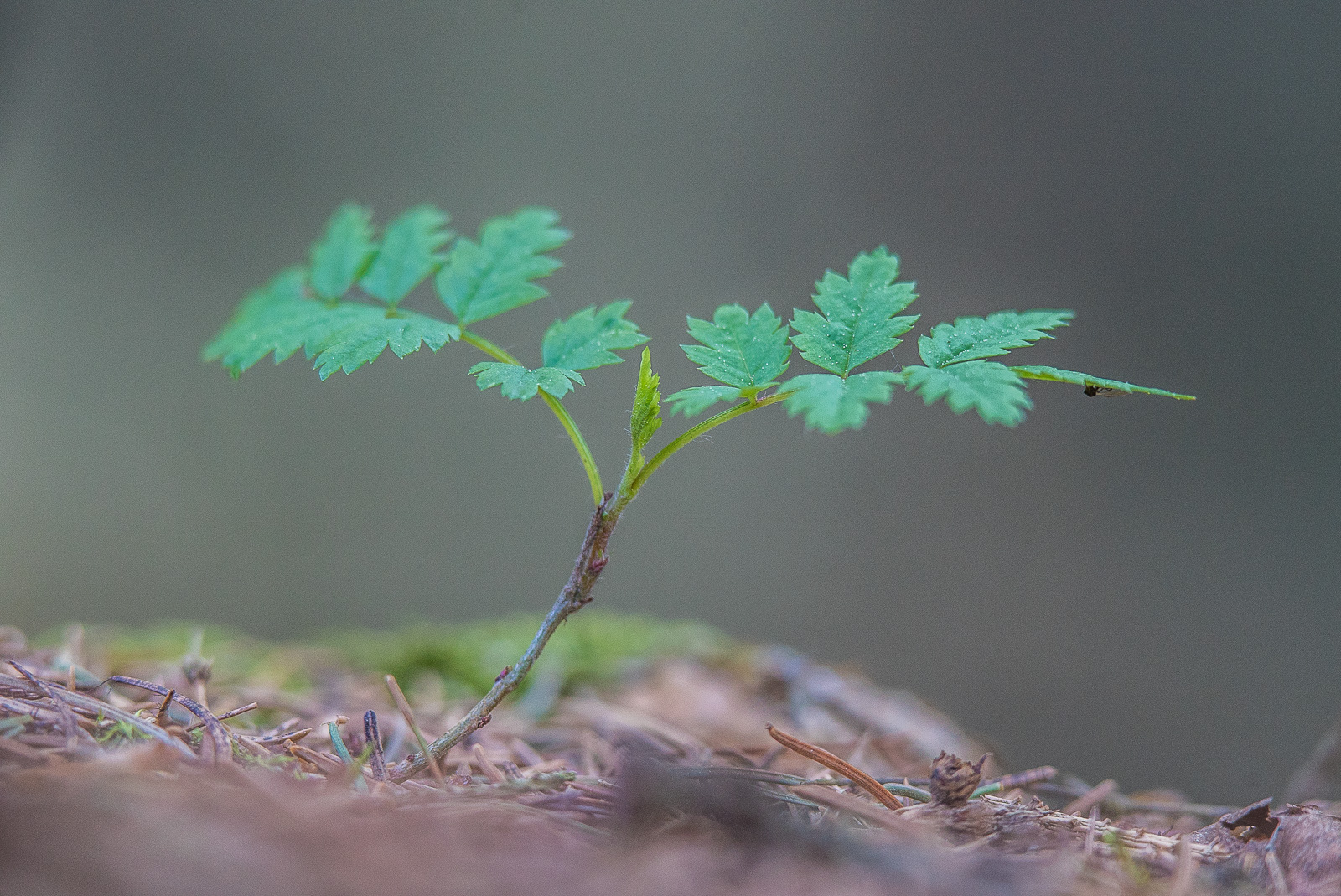 Ein sehr junger Laubbaum-Keimling sprießt aus nadelbedecktem Waldboden