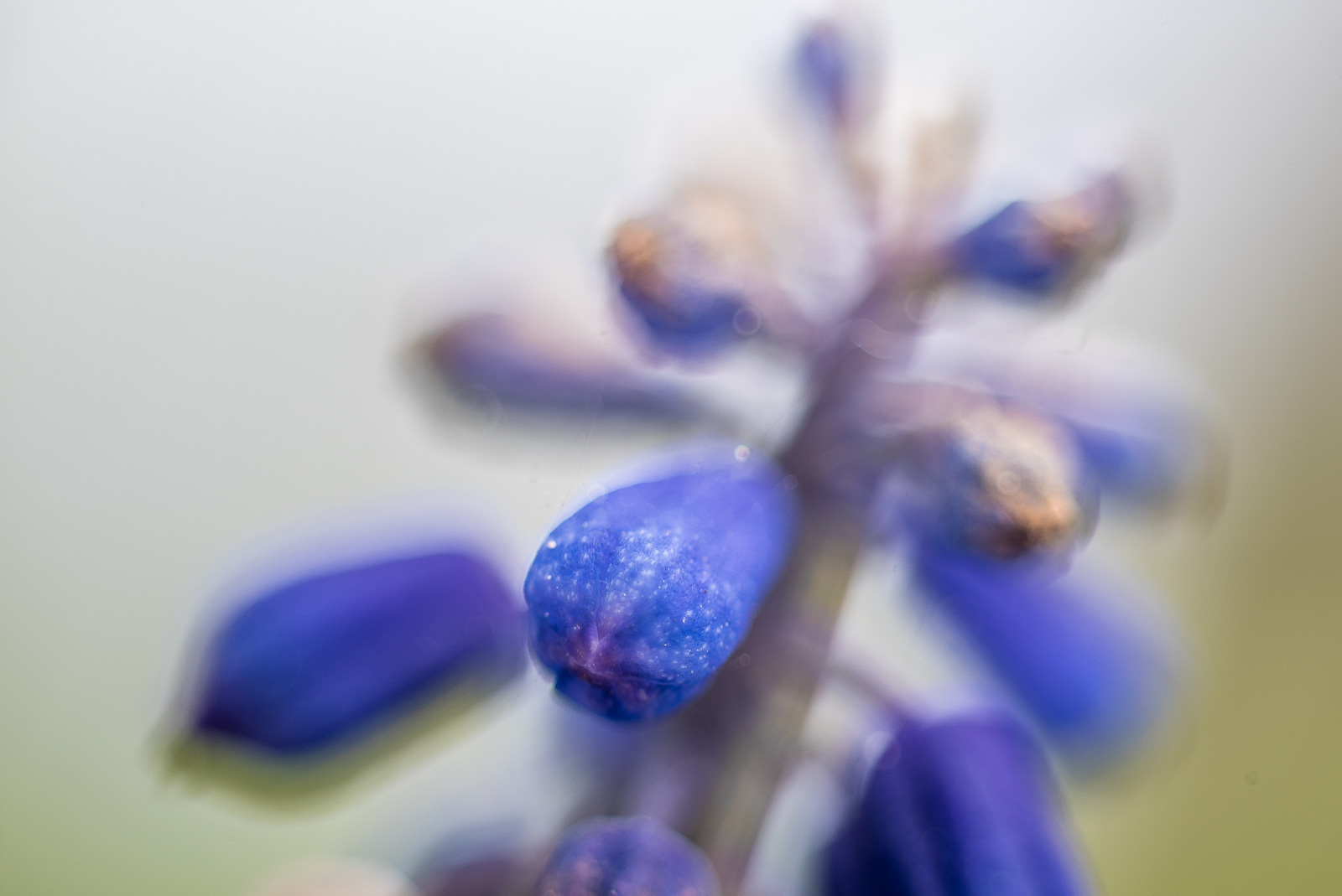 Blauviolette Blüte einer Perlhyazinthe in extremer Nahaufnahme